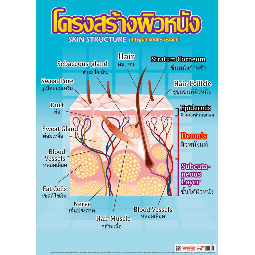 Thai-English Integumentary system (Skin Structure) Educational Posters