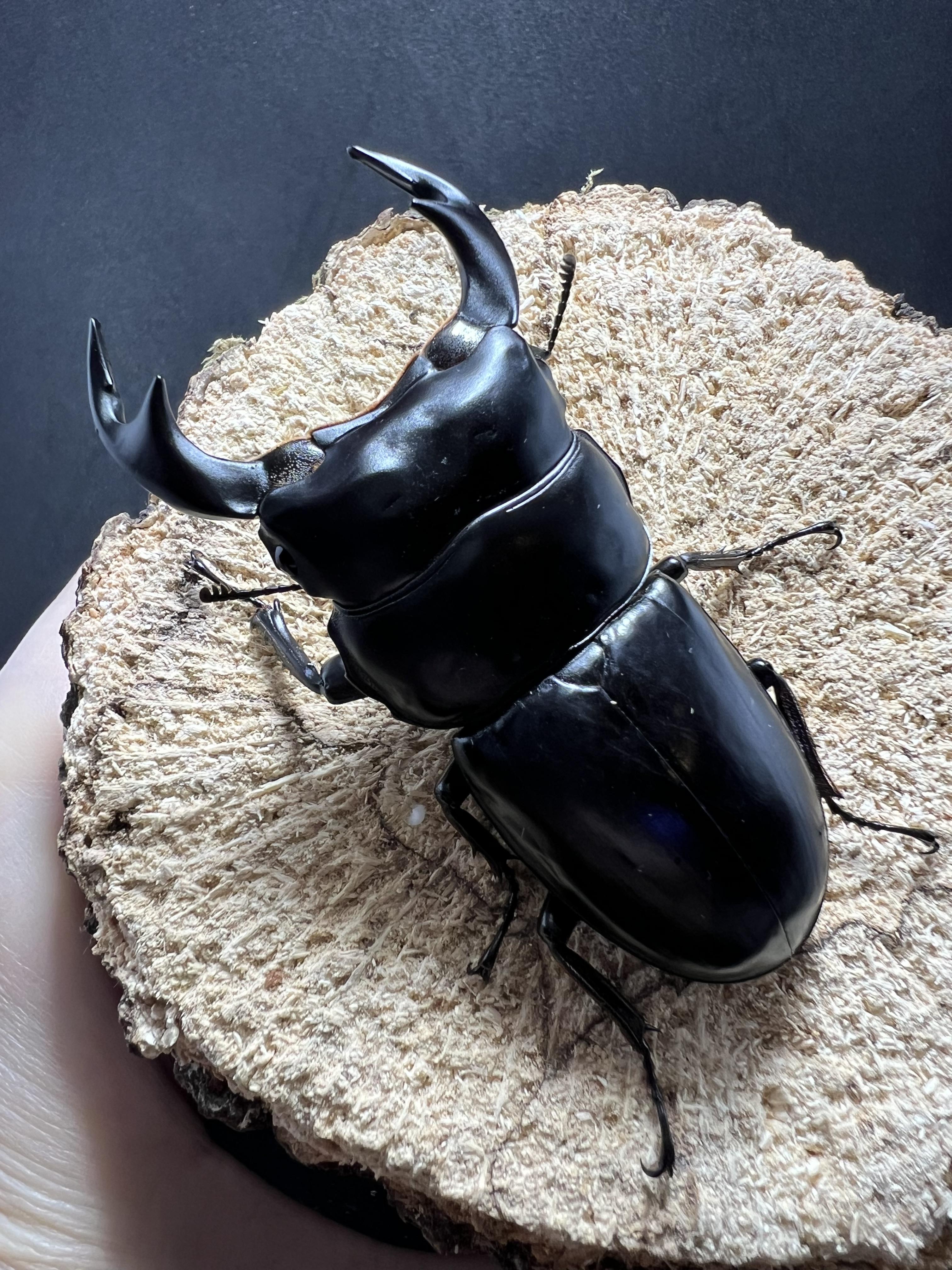 Dorcus antaeus antaeus 74x44mm.