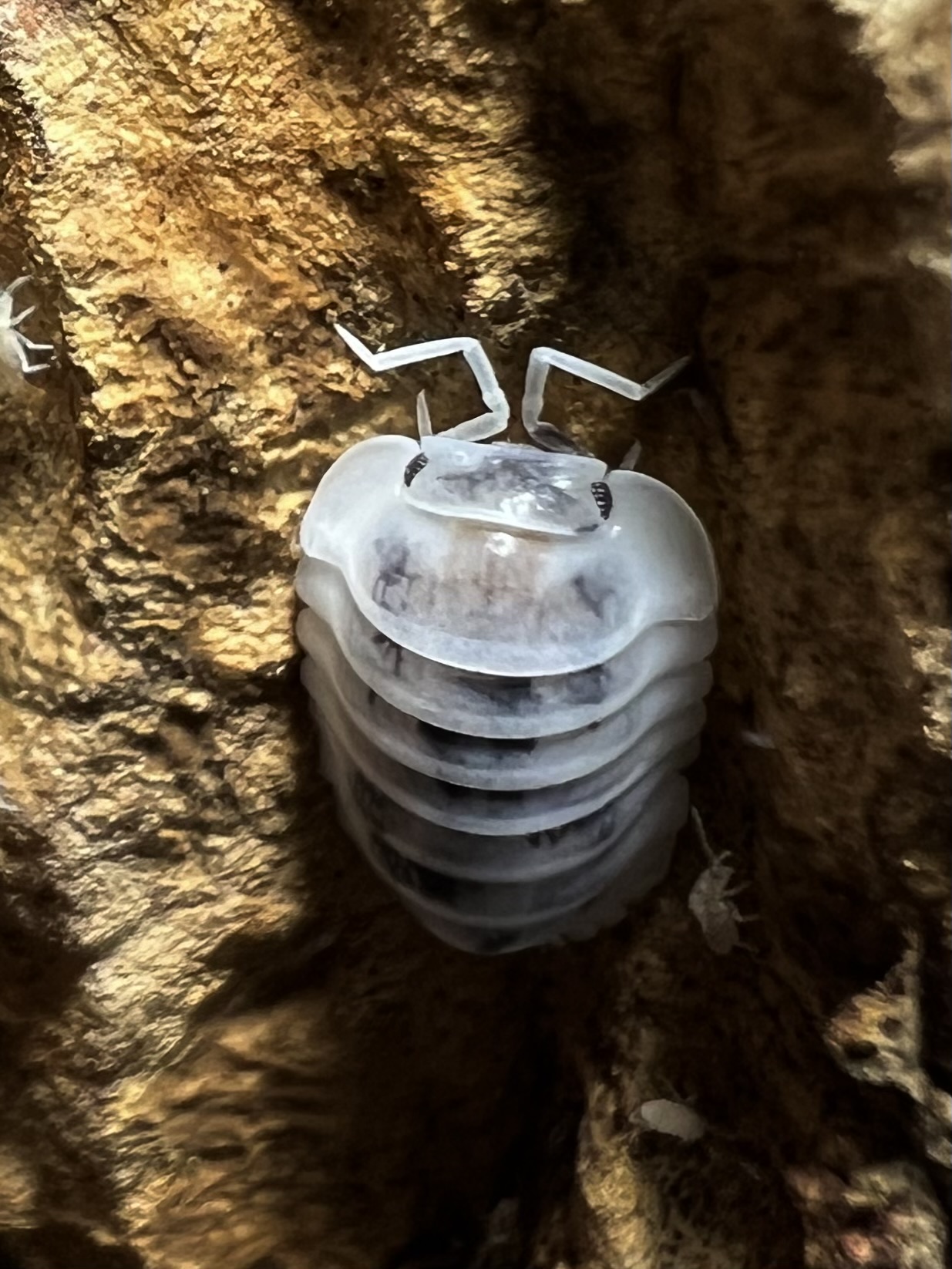 Cubaris sp. shiro utsuri 5 each