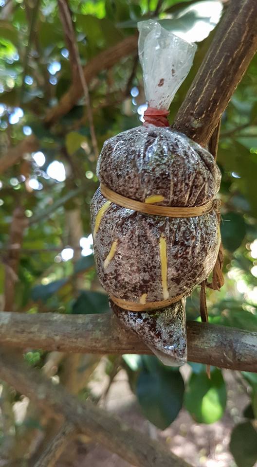 กิ่งพันธุ์ส้มโอขาวแตงกวา ชุด 10 กิ่ง