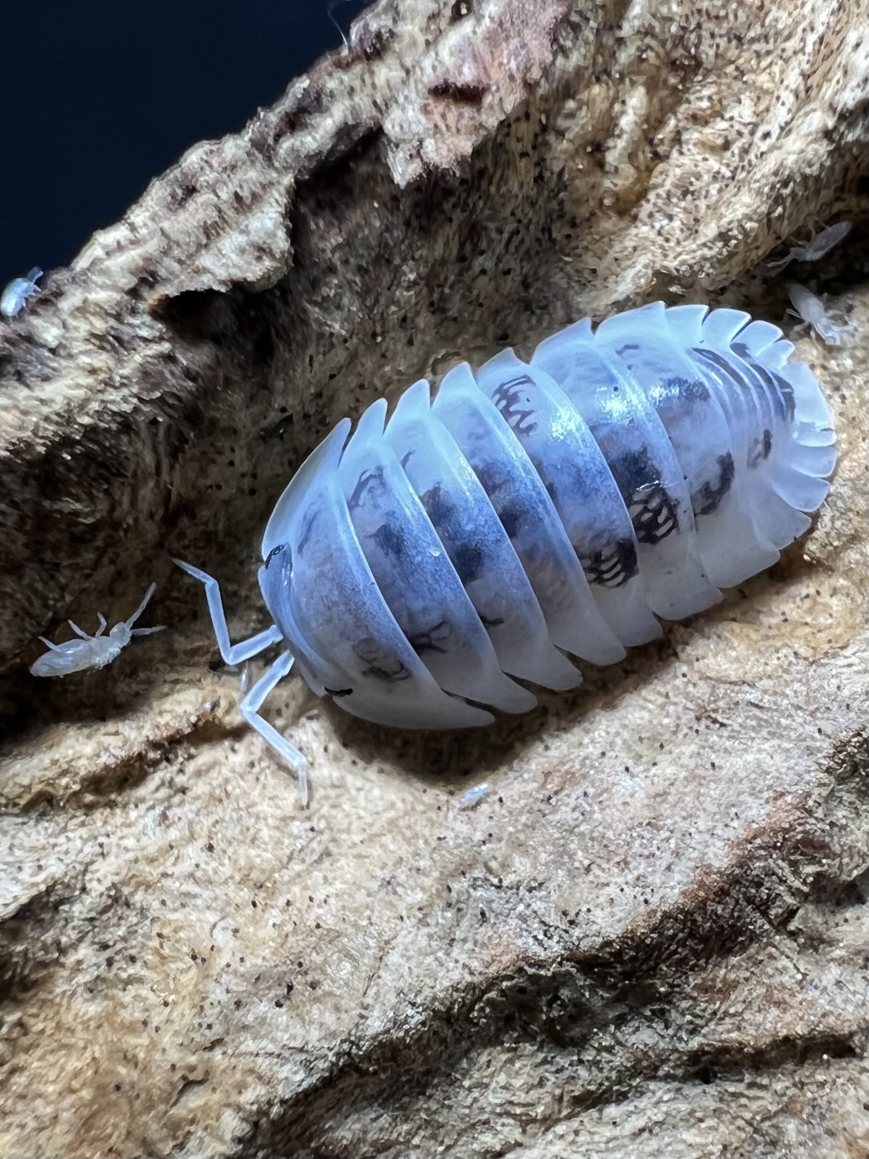 Cubaris sp. shiro utsuri 5 each