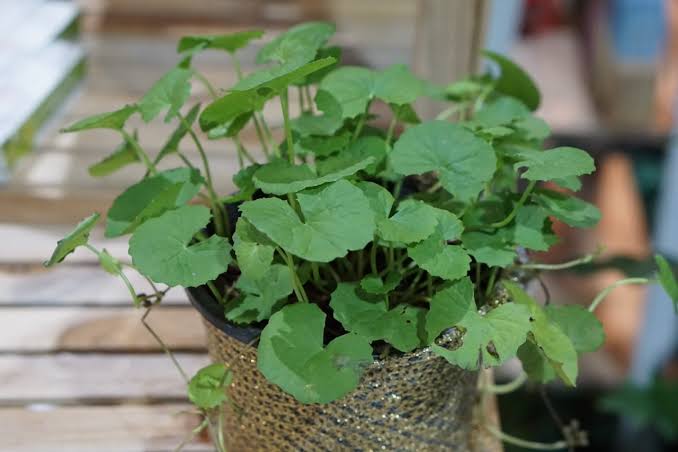 เมล็ดใบบัวบก สายพันธุ์ผักหนอก ใบใหญ่ กินสดหรือปั่นอร่อย 2,000 เมล็ด