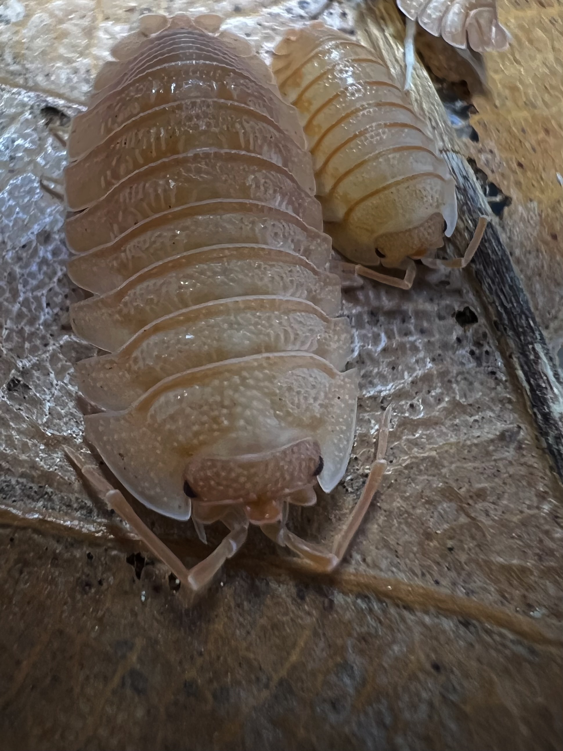 Armadilldium pallasii orange set 5 each