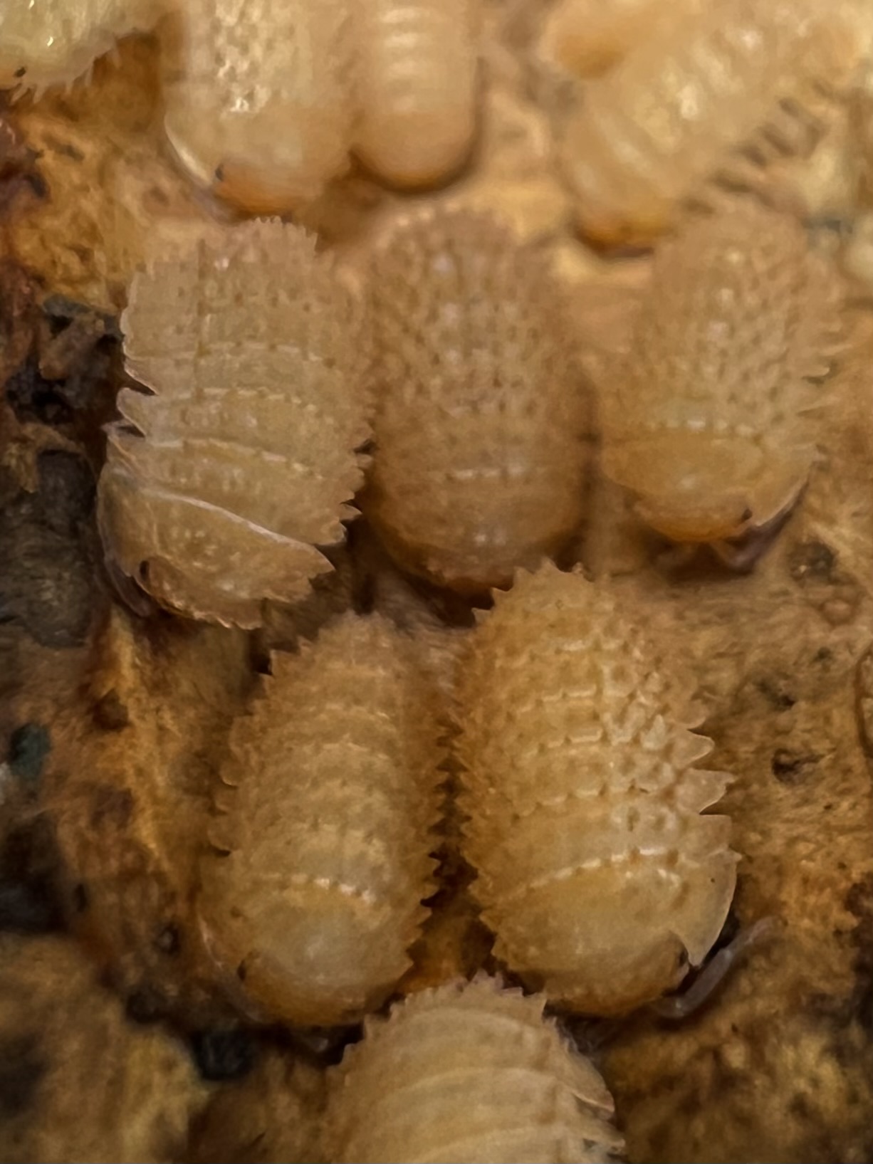 Cristarmadillidium muricatum set 5 each