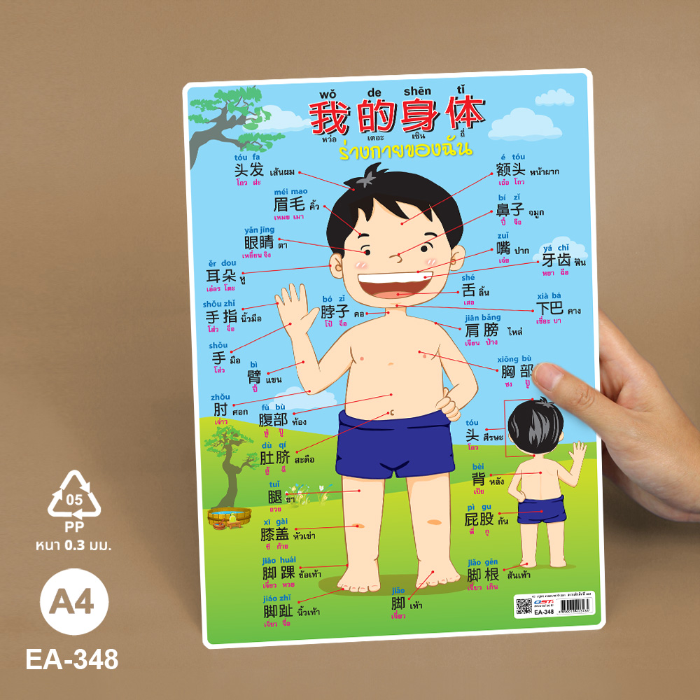 โปสเตอร์ความรู้ คำศัพท์ภาษาไทยจีนอังกฤษ ขนาด A4 EA-348 ร่างกายของฉัน เด็กผู้ชาย