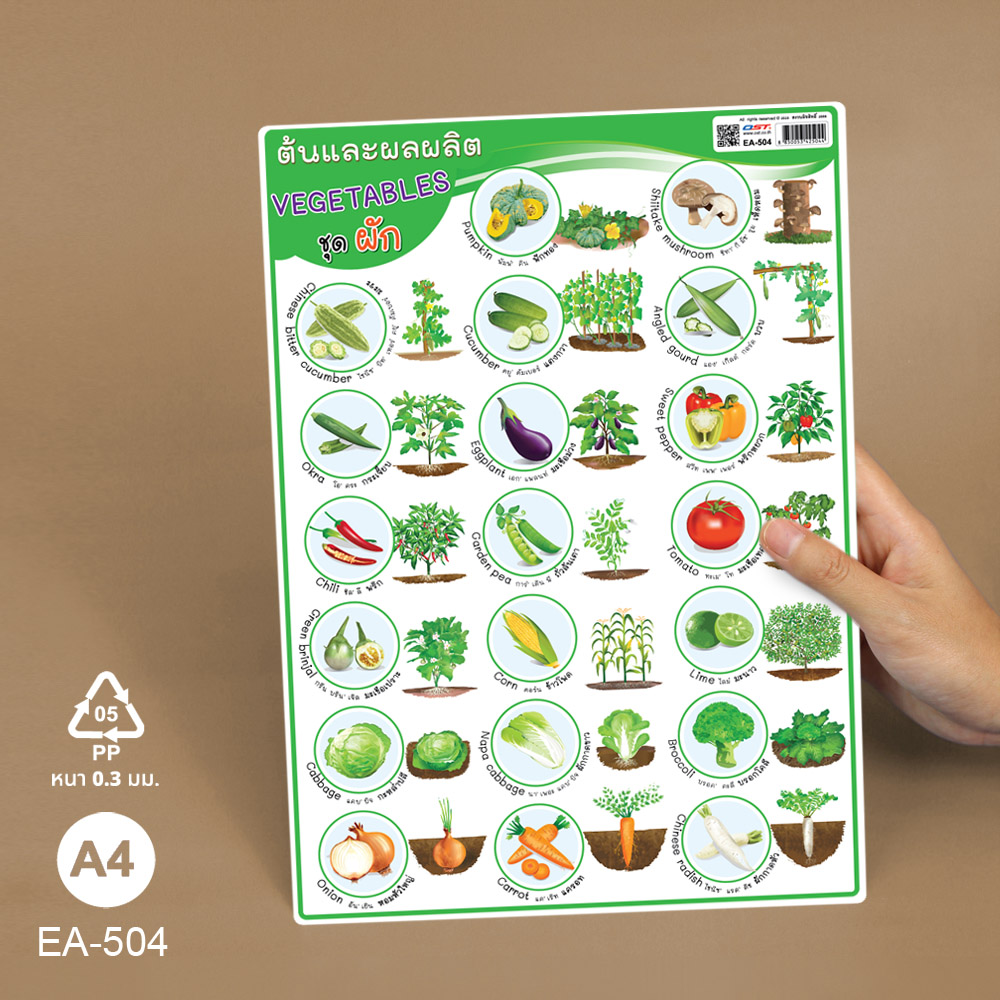 โปสเตอร์ความรู้ เรื่องพืช ขนาด A4 EA-504 ต้นและผลผลิต ผัก