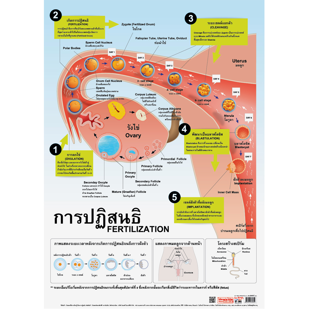 Fertilization Educational Posters No.082
