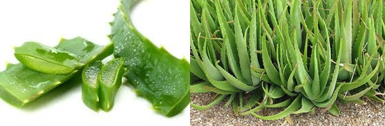 เจลว่านหางจระเข้