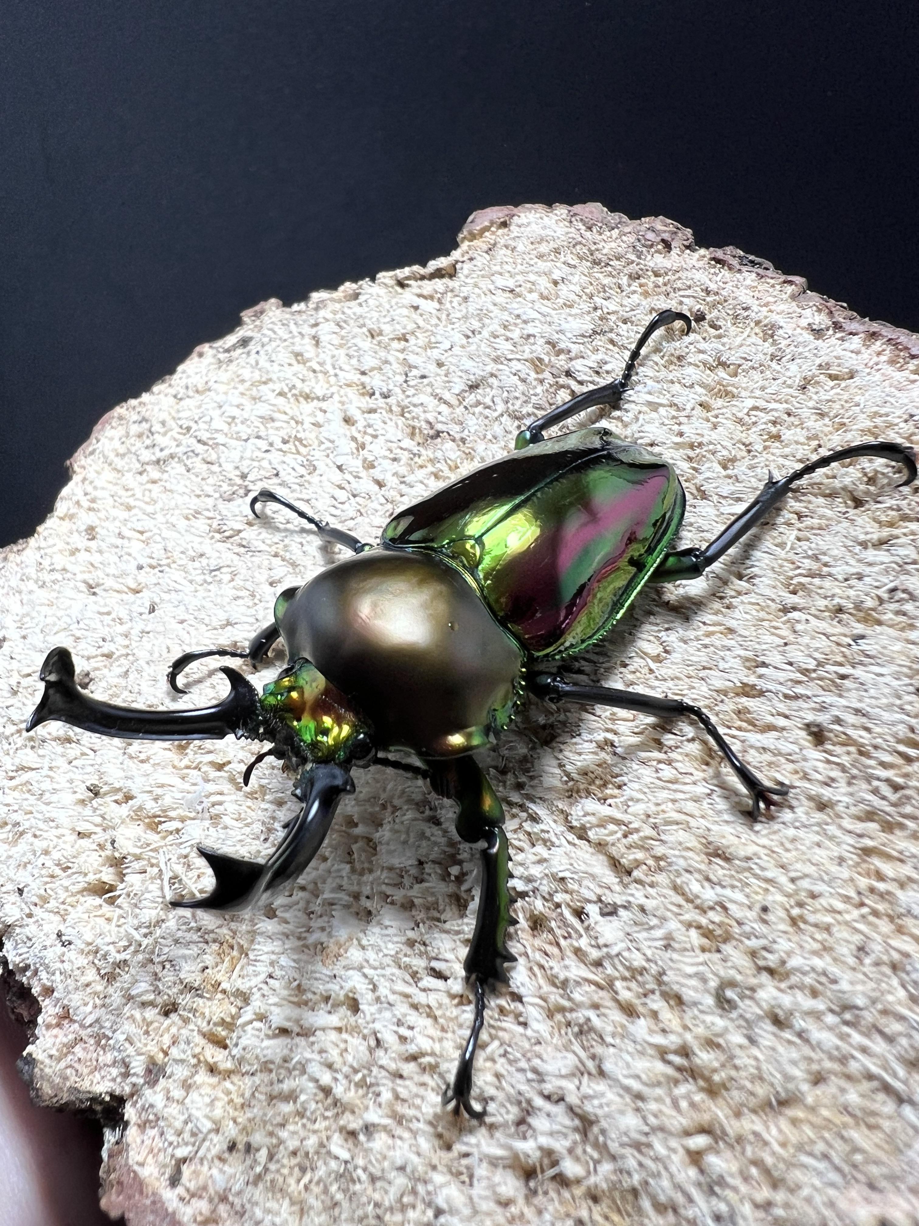 Phalacrognathus muelleri 58mm.