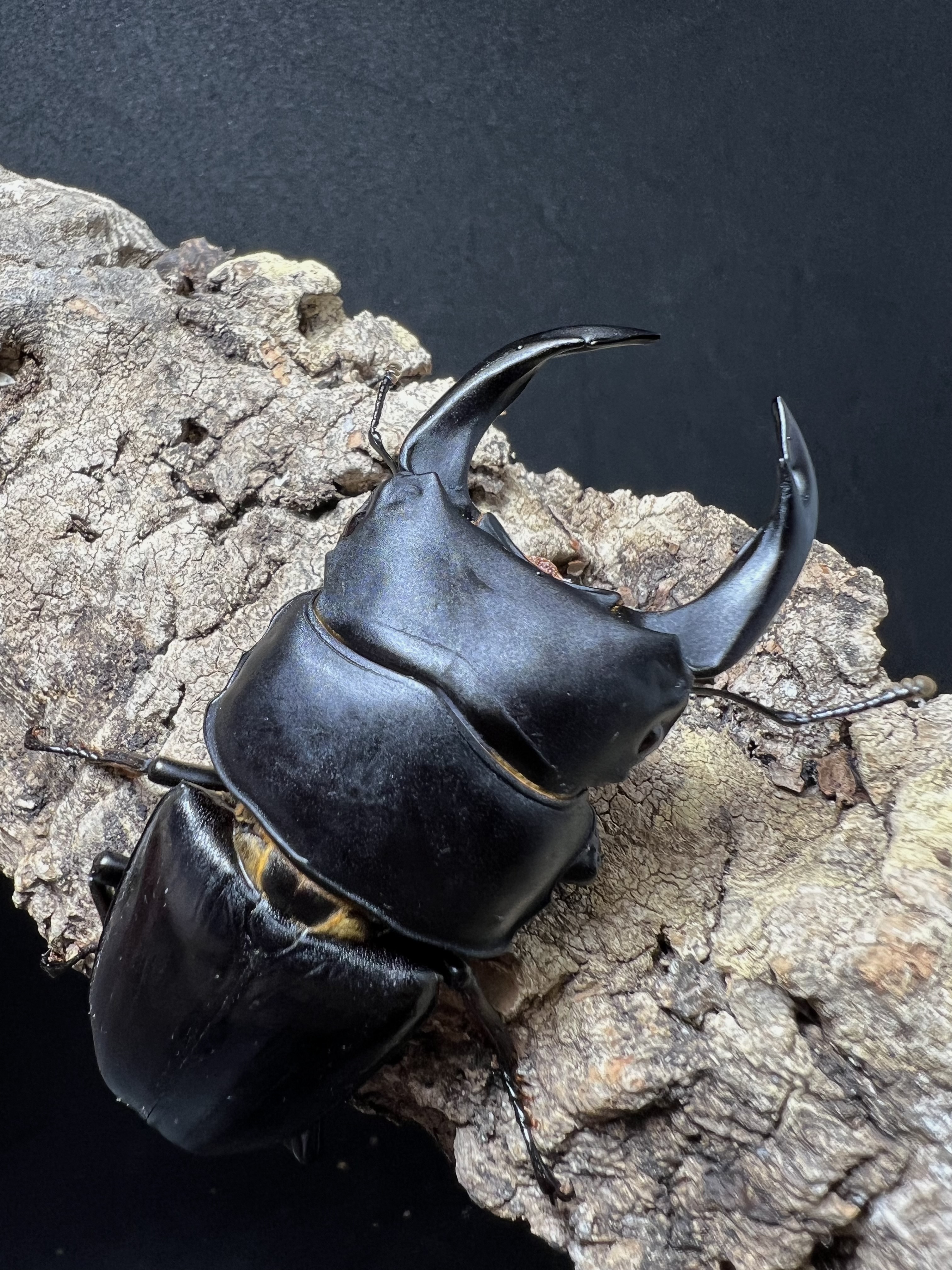 Dorcus hopei binodulosus 76mm.