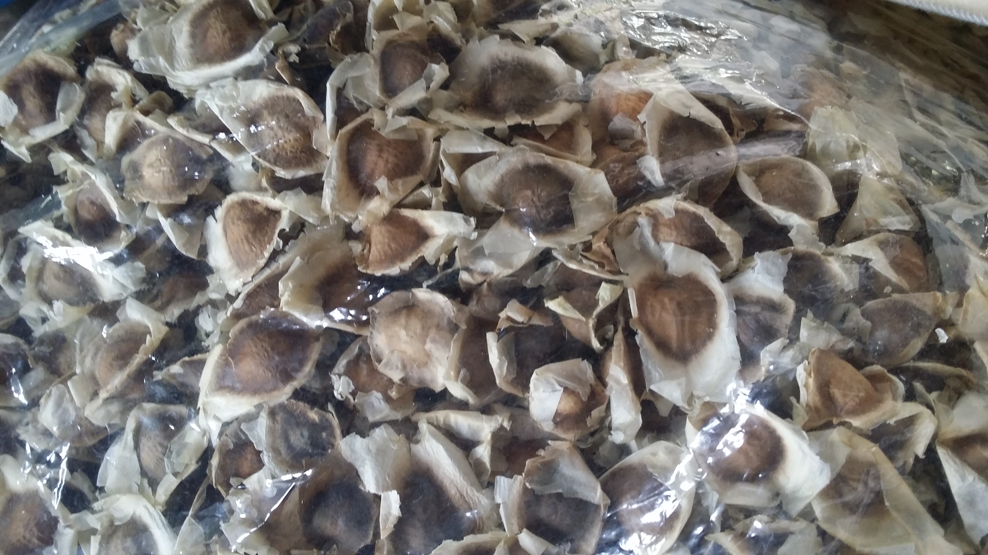 เมล็ดมะรุมแห้งคัดเกรด 1 กิโลกรัม.