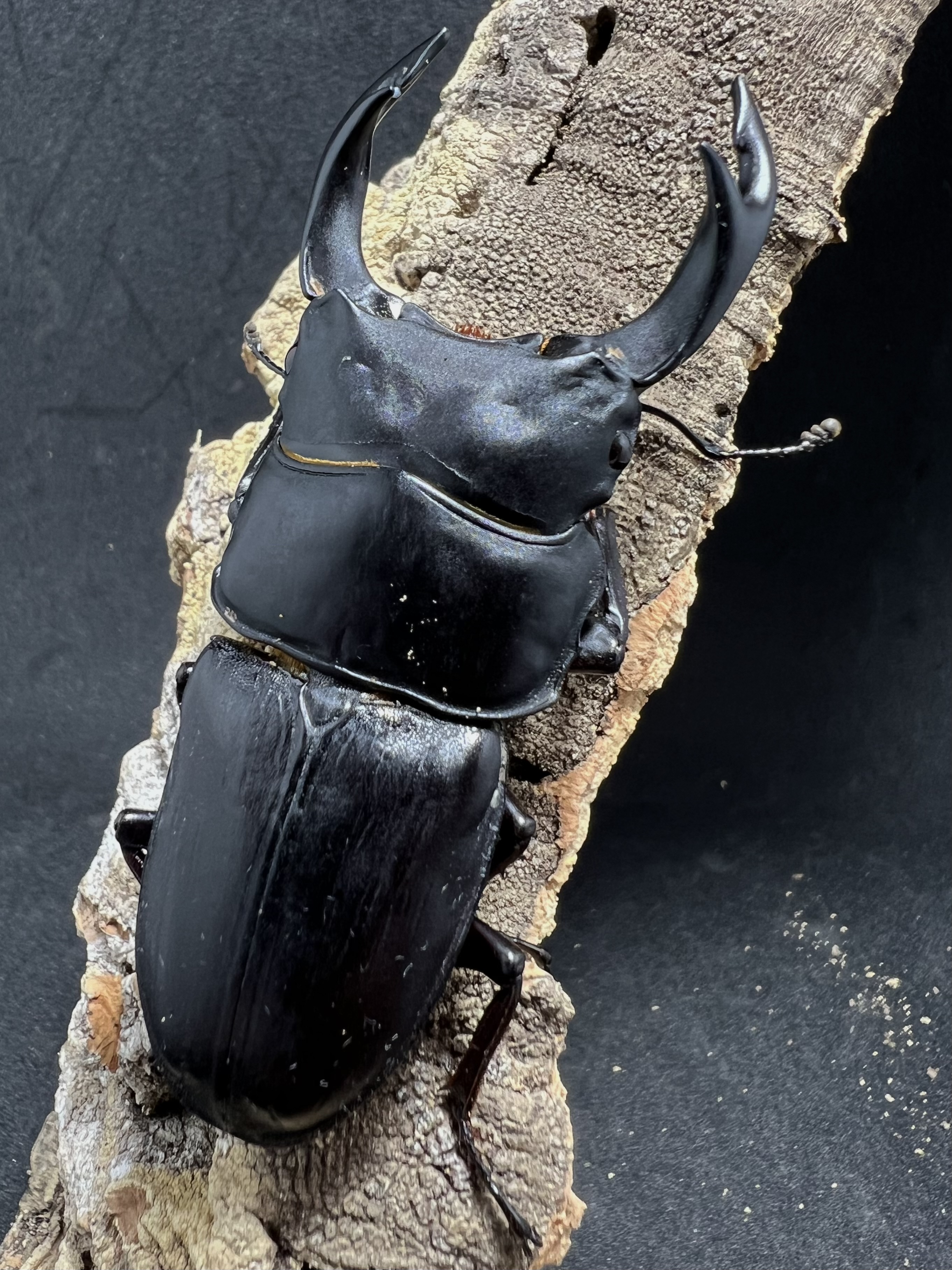 Dorcus hopei binodulosus 72mm.