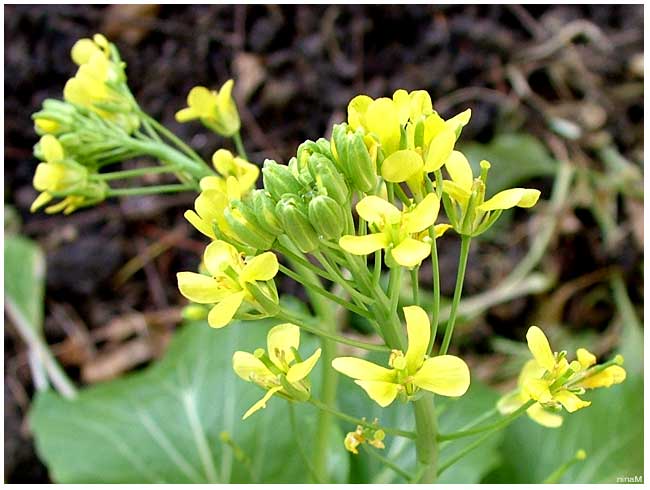 ผักกาดกวางตุ้งดอก(ใบเล็ก)