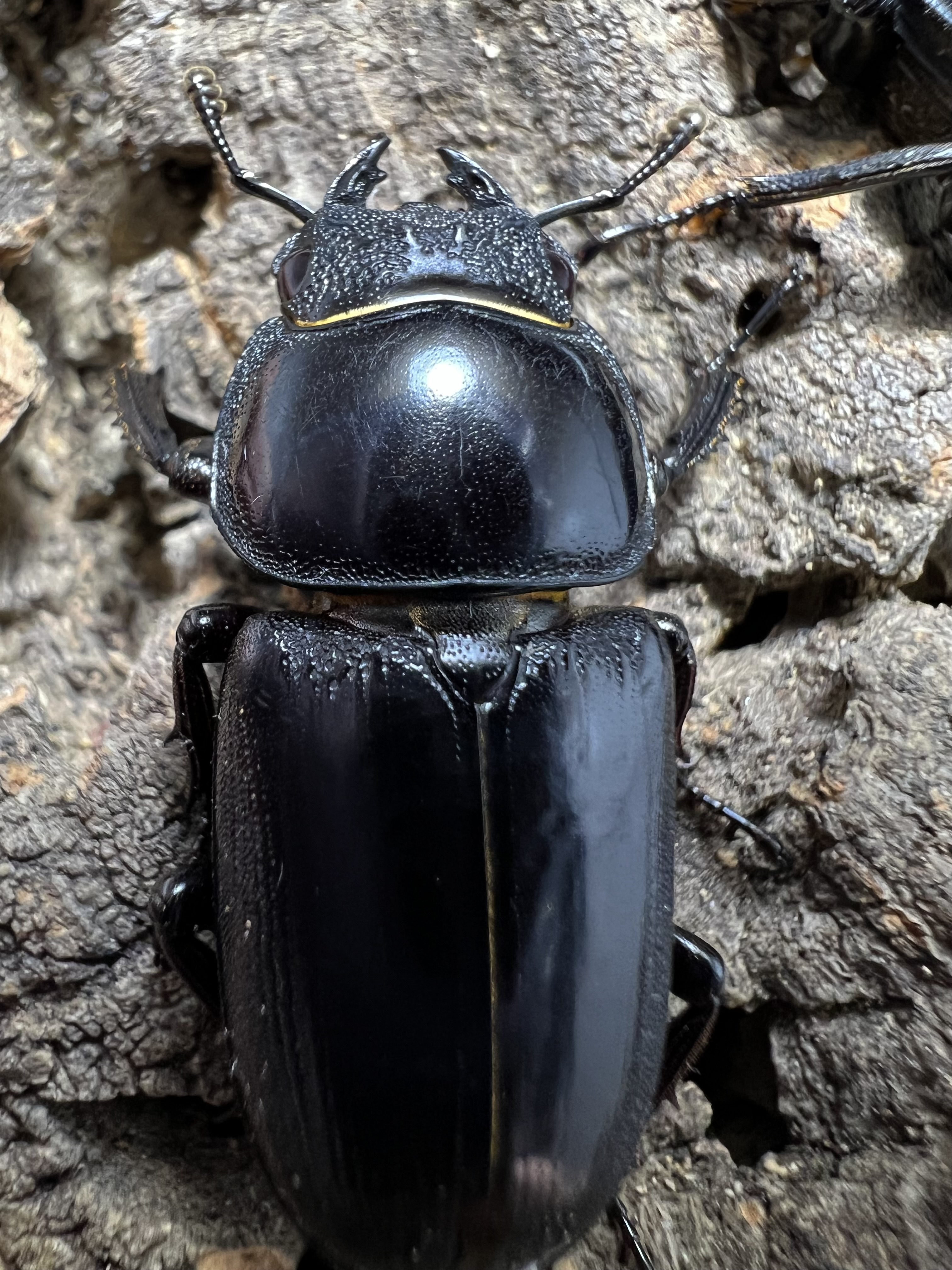 Dorcus yaksha gracilicornis 37x28mm.
