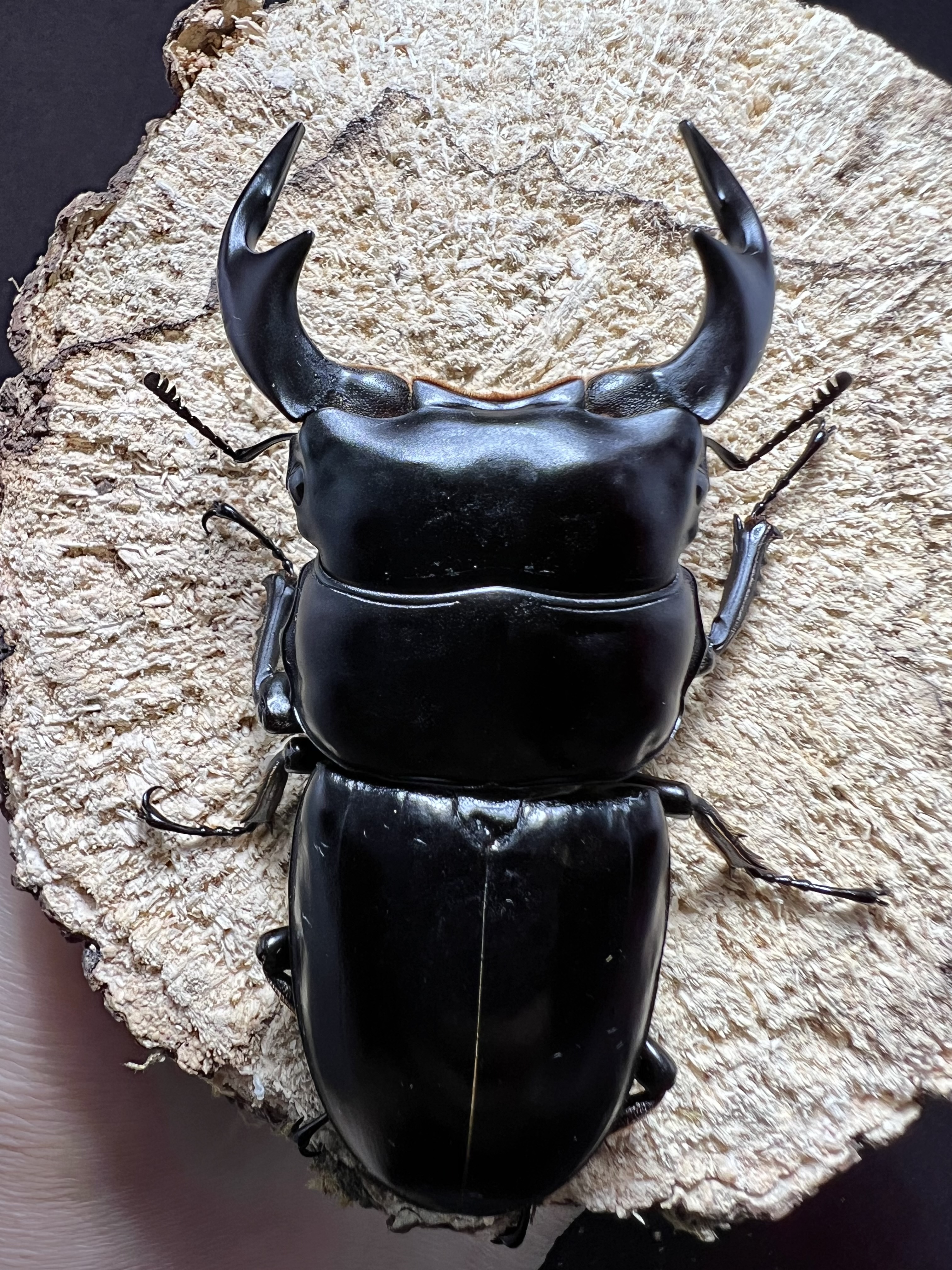 Dorcus antaeus antaeus 74x44mm.