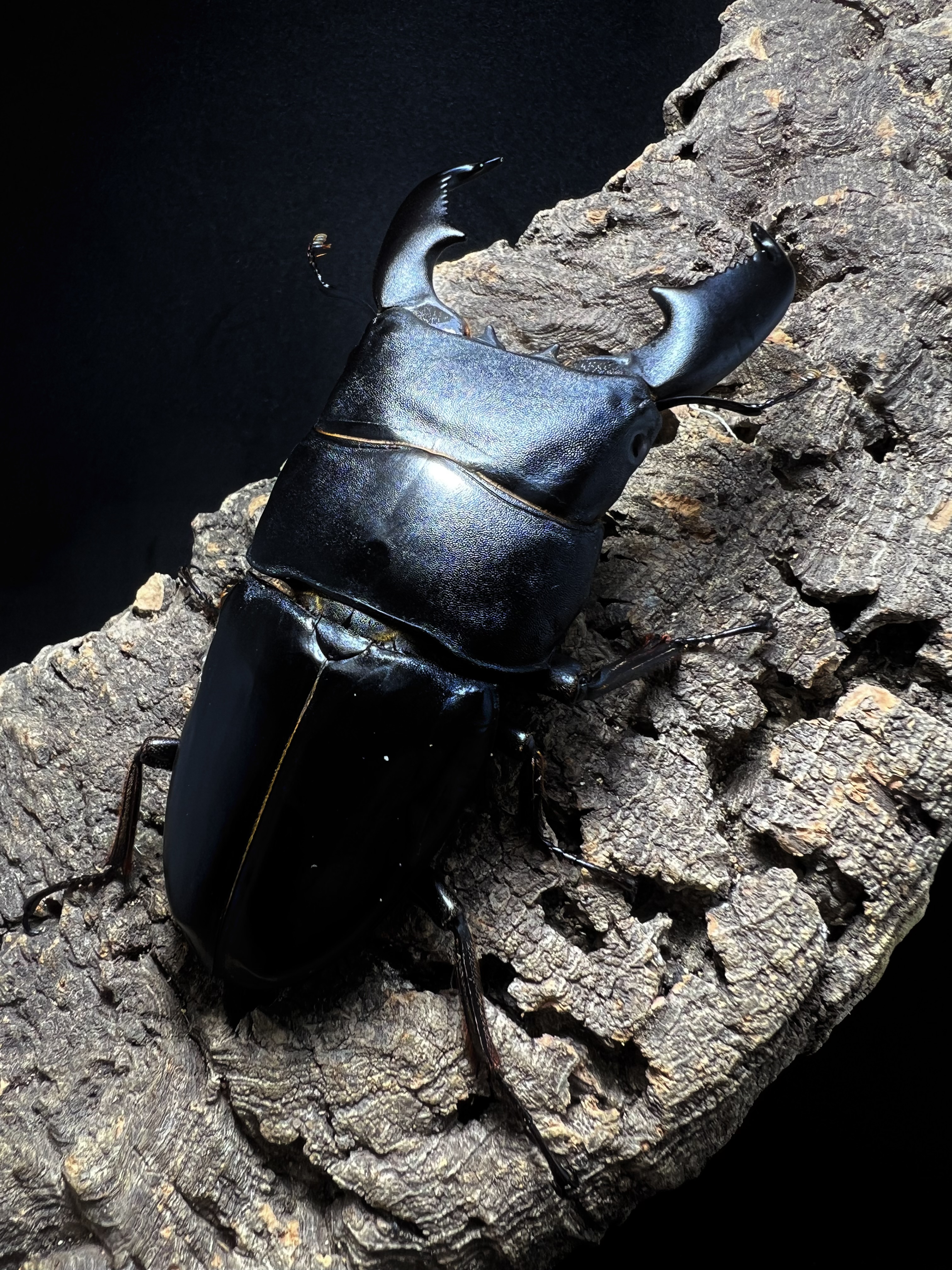 Dorcus titanus yasuokai 96mm.