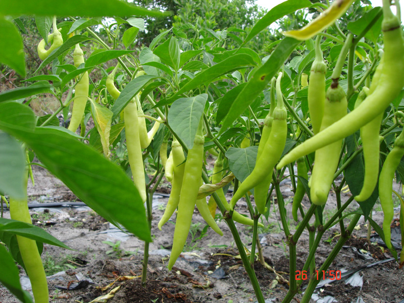 เมล็ดพันธุ์พริกหนุ่มขาว