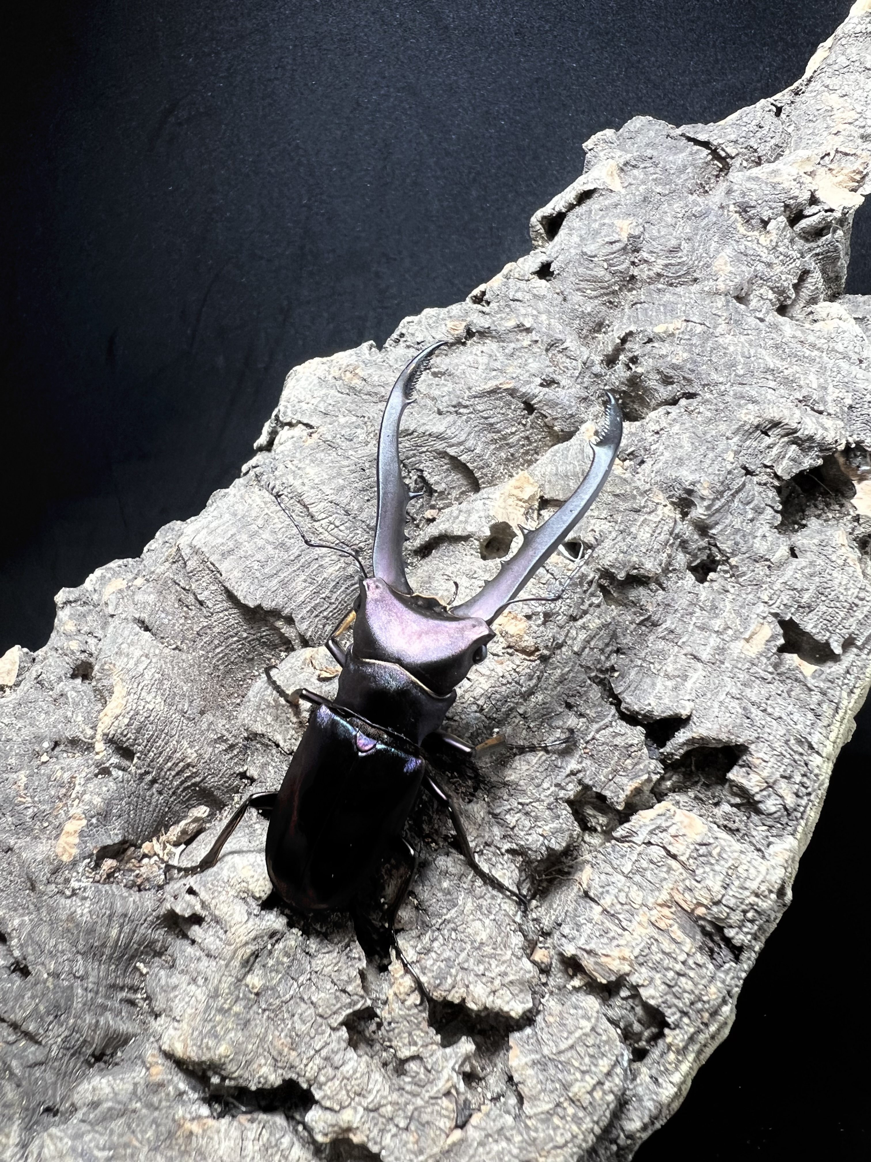 Cyclommatus metallifer 61 mm.