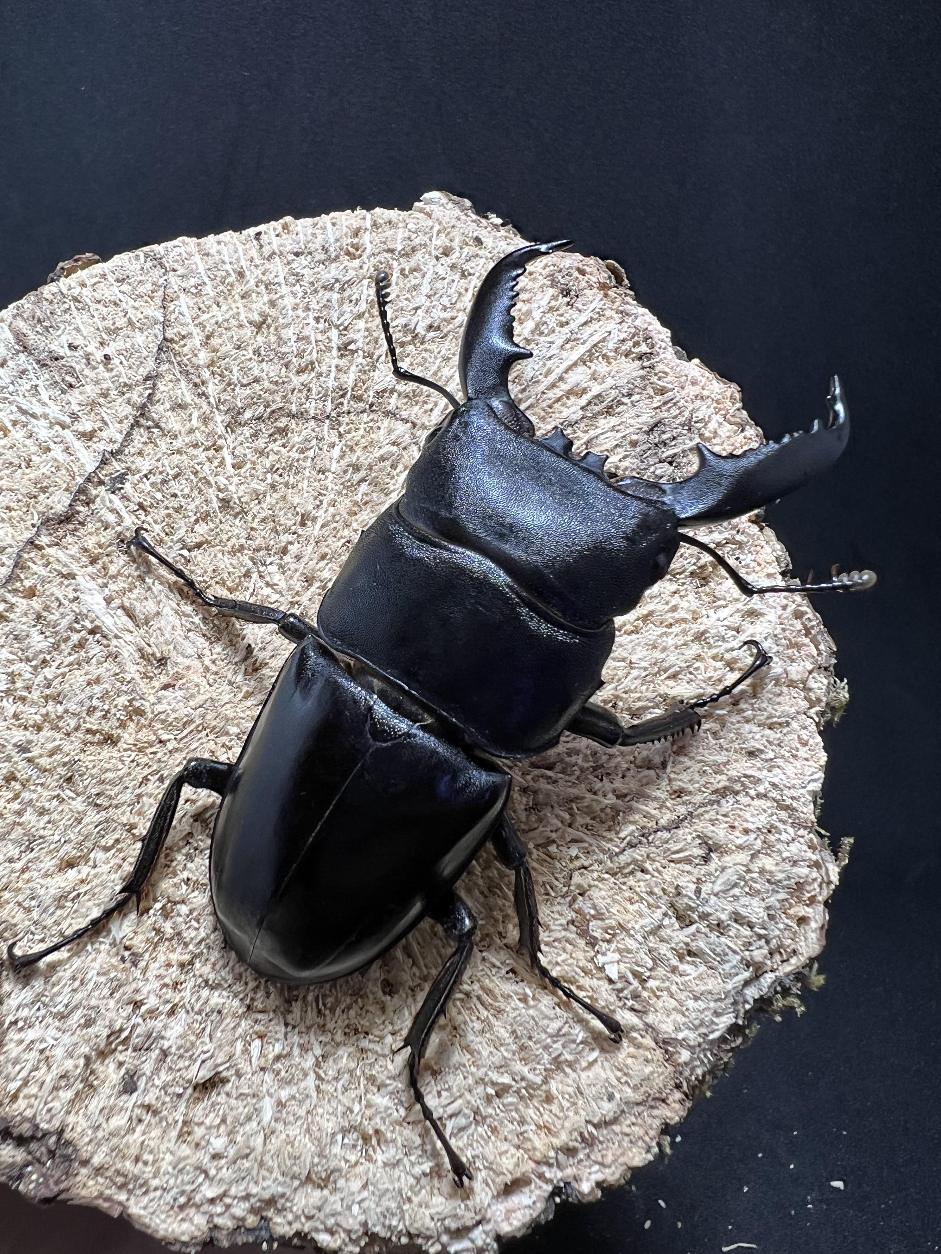 Dorcus titanus palawanicus 70mm.