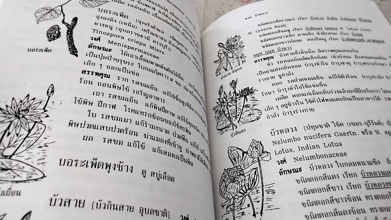 สมุนไพร ร้าน เจ้ากรมเป๋อ