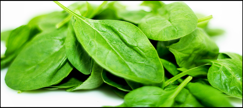 เมล็ดพันธุ์ ผักโขมขาว