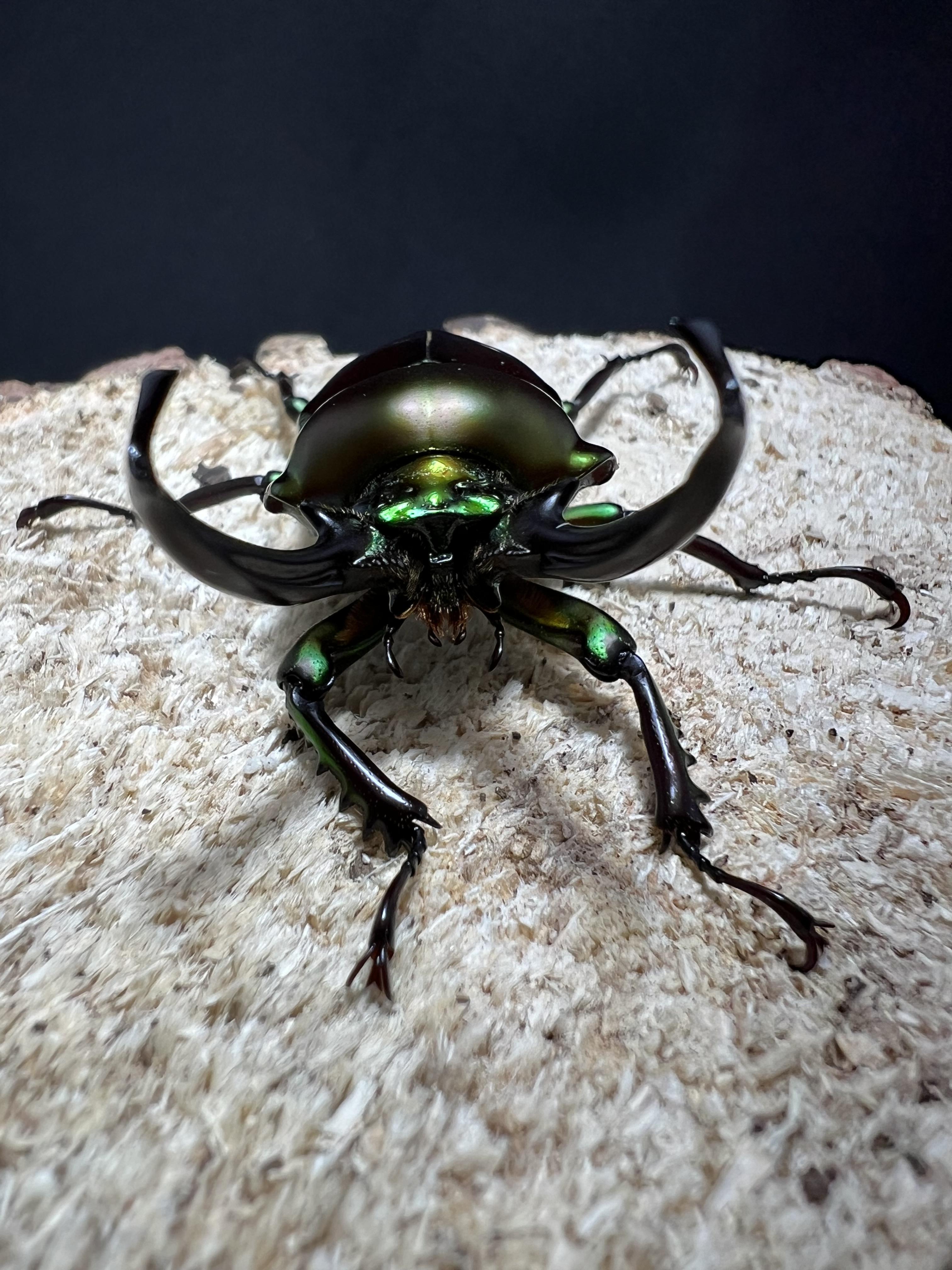 Phalacrognathus muelleri 52 mm.