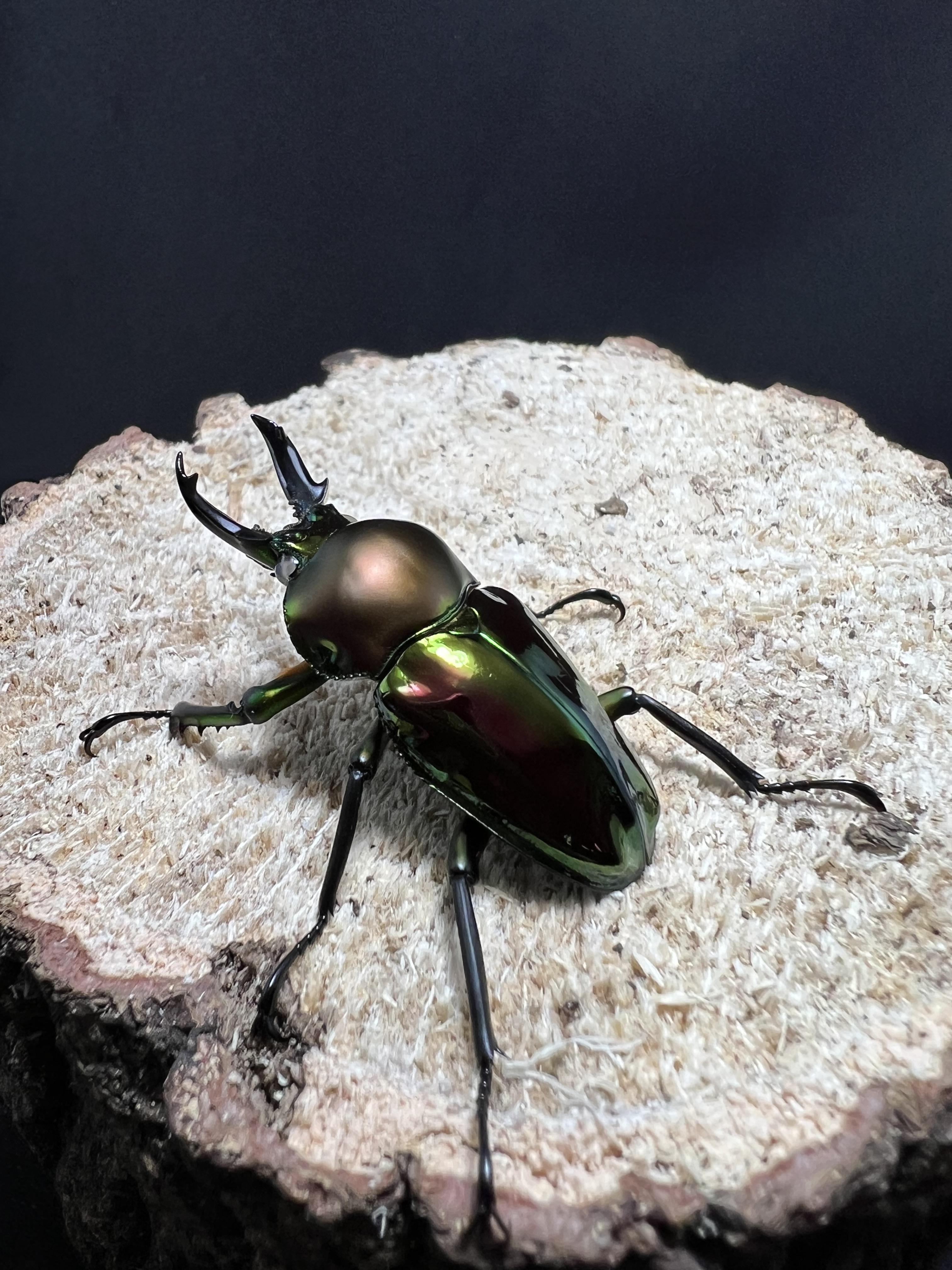 Phalacrognathus muelleri (White Eyes)