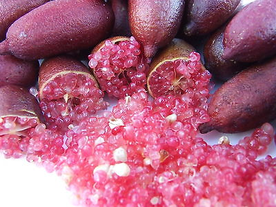 มะนาวคาเวียร์ Australian Finger Lime