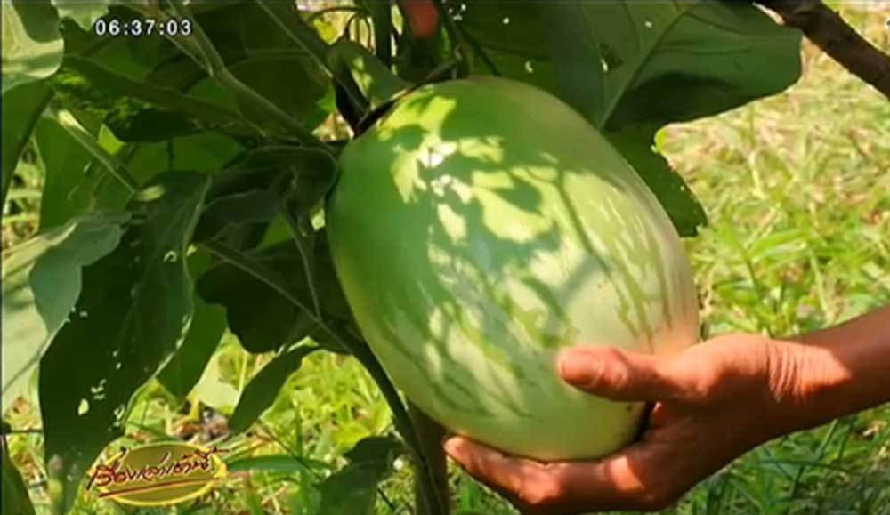 เมล็ดพันธุ์มะเขือเปราะยักษ์