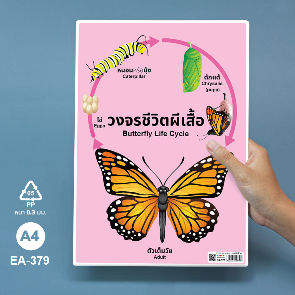 โปสเตอร์ความรู้ ชุดวงจรชีวิตสัตว์ ขนาดA4 EA-379 ผีเสื้อ