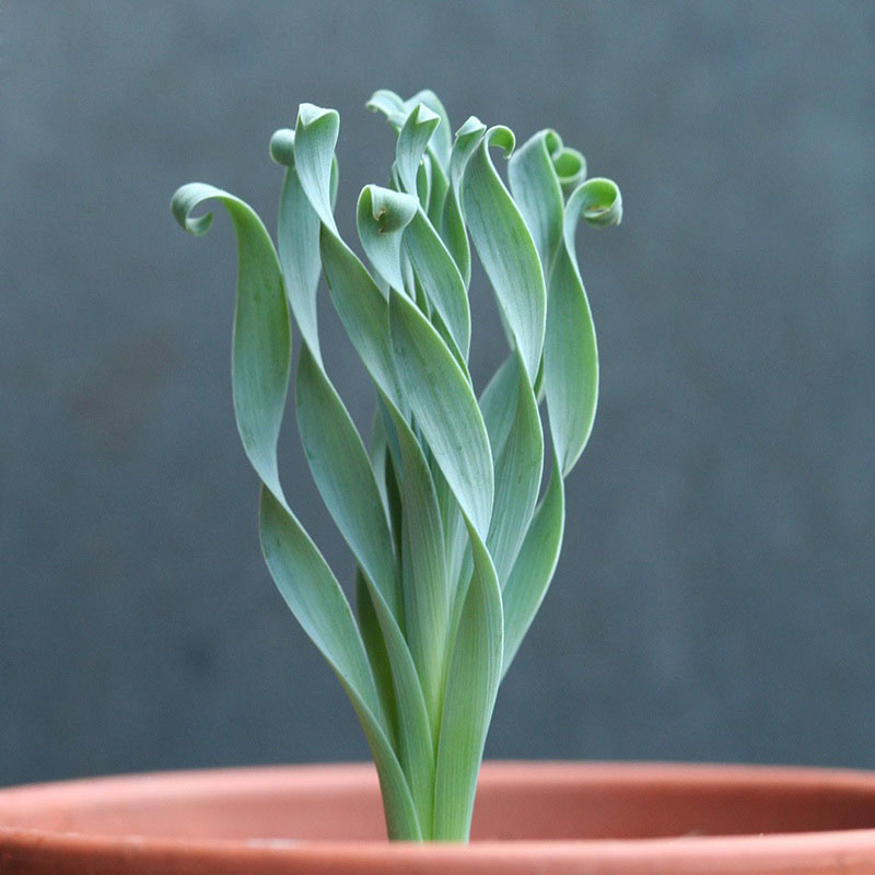 เมล็ดพันธุ์ต้นหอมเกลียว