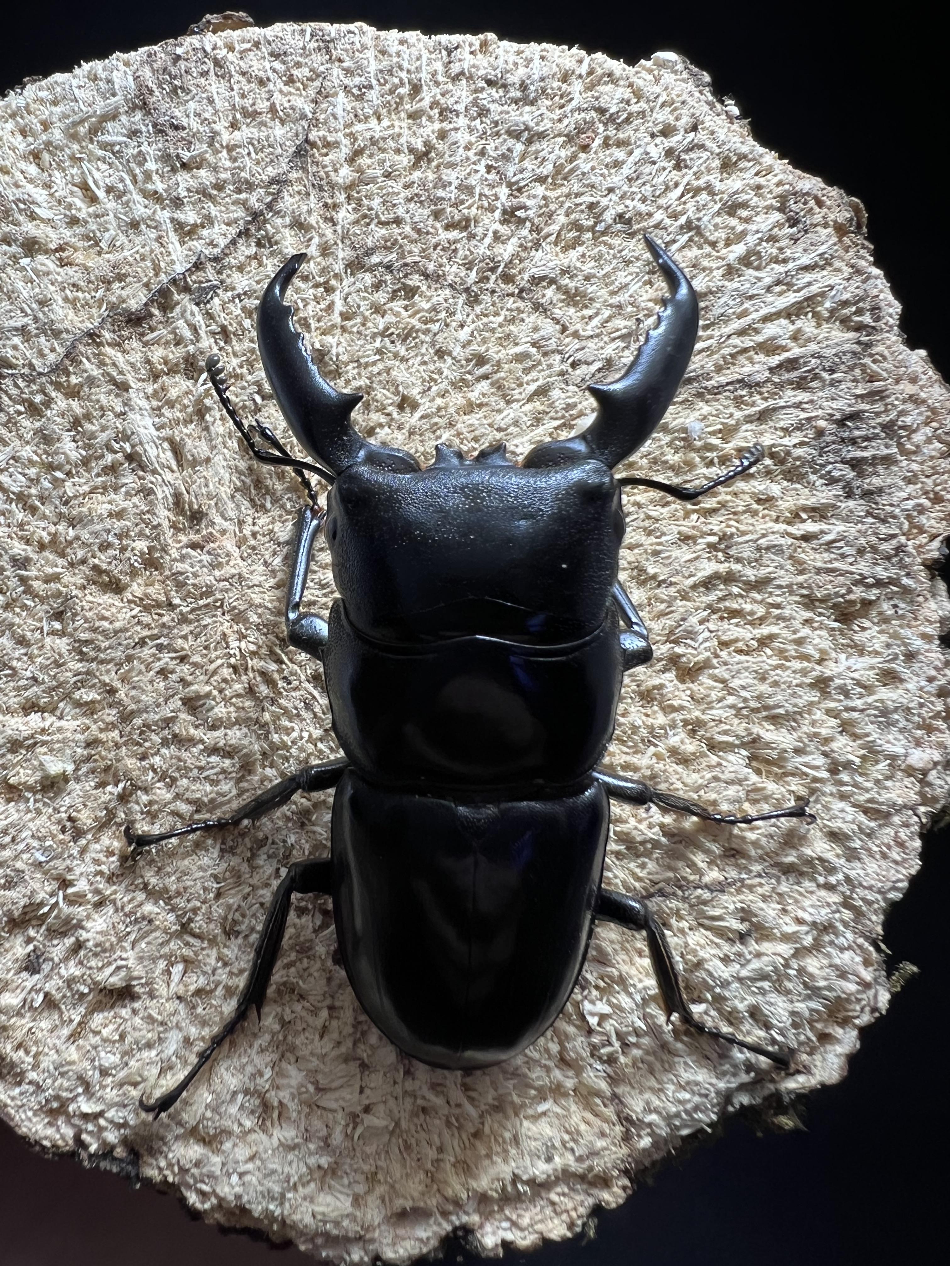 Dorcus titanus palawanicus 60mm.