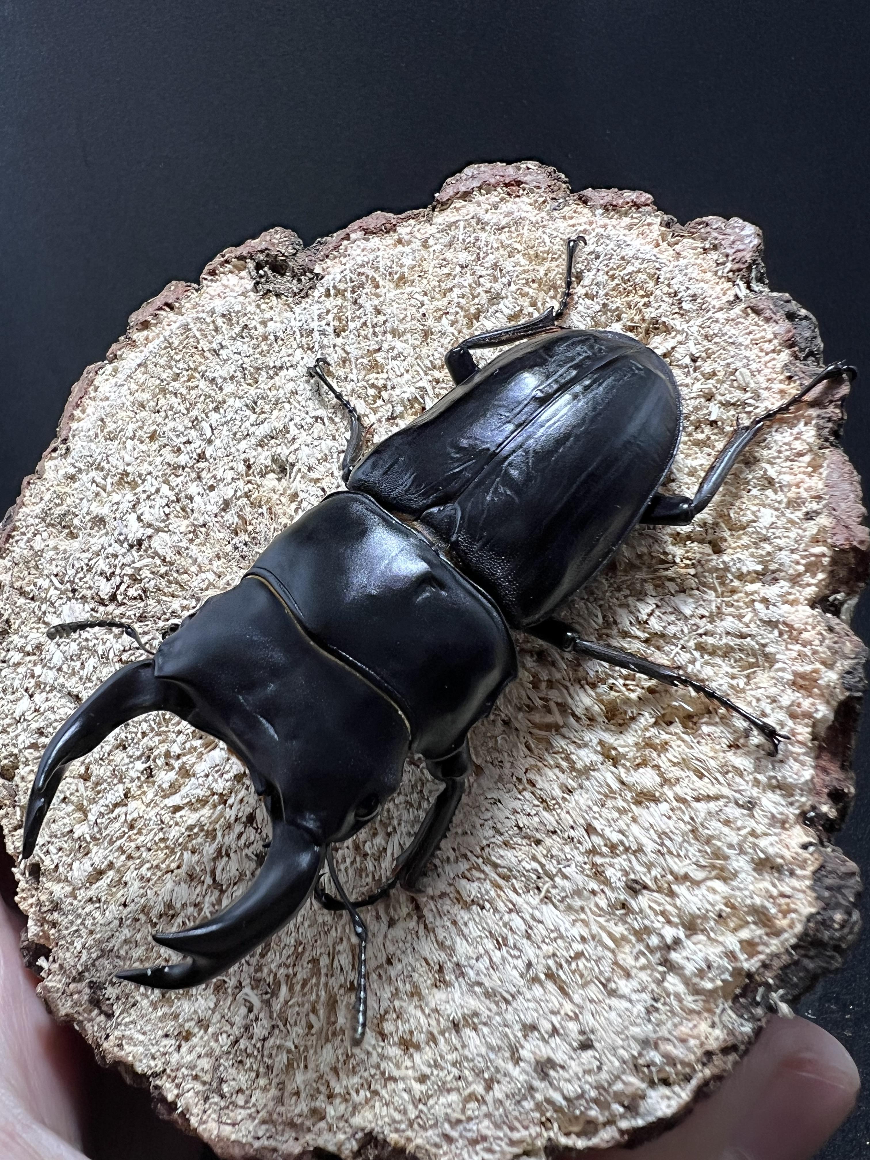 Dorcus hopei binodulosus 76mm.