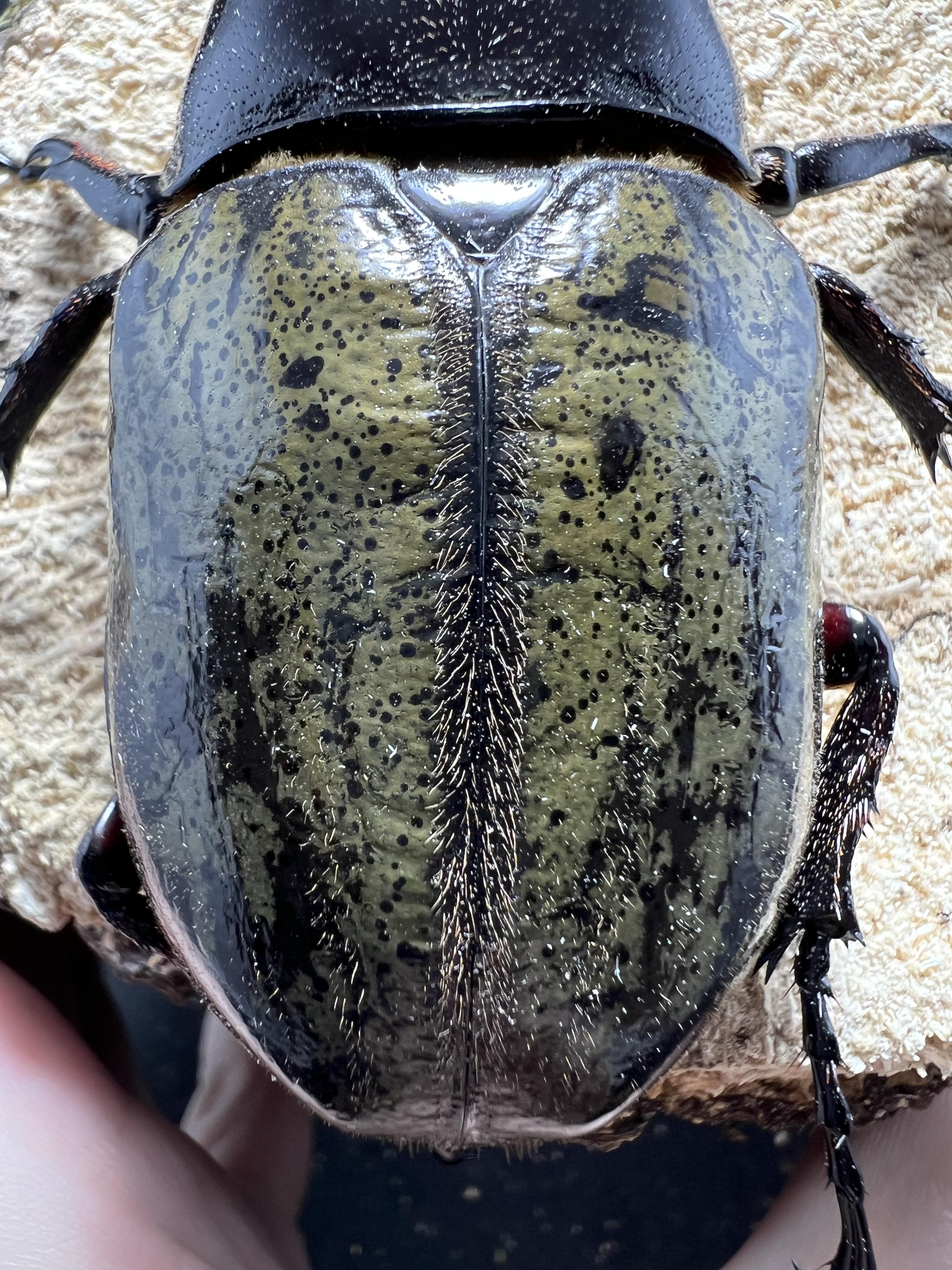 Dynastes hercules hercules 119 mm.