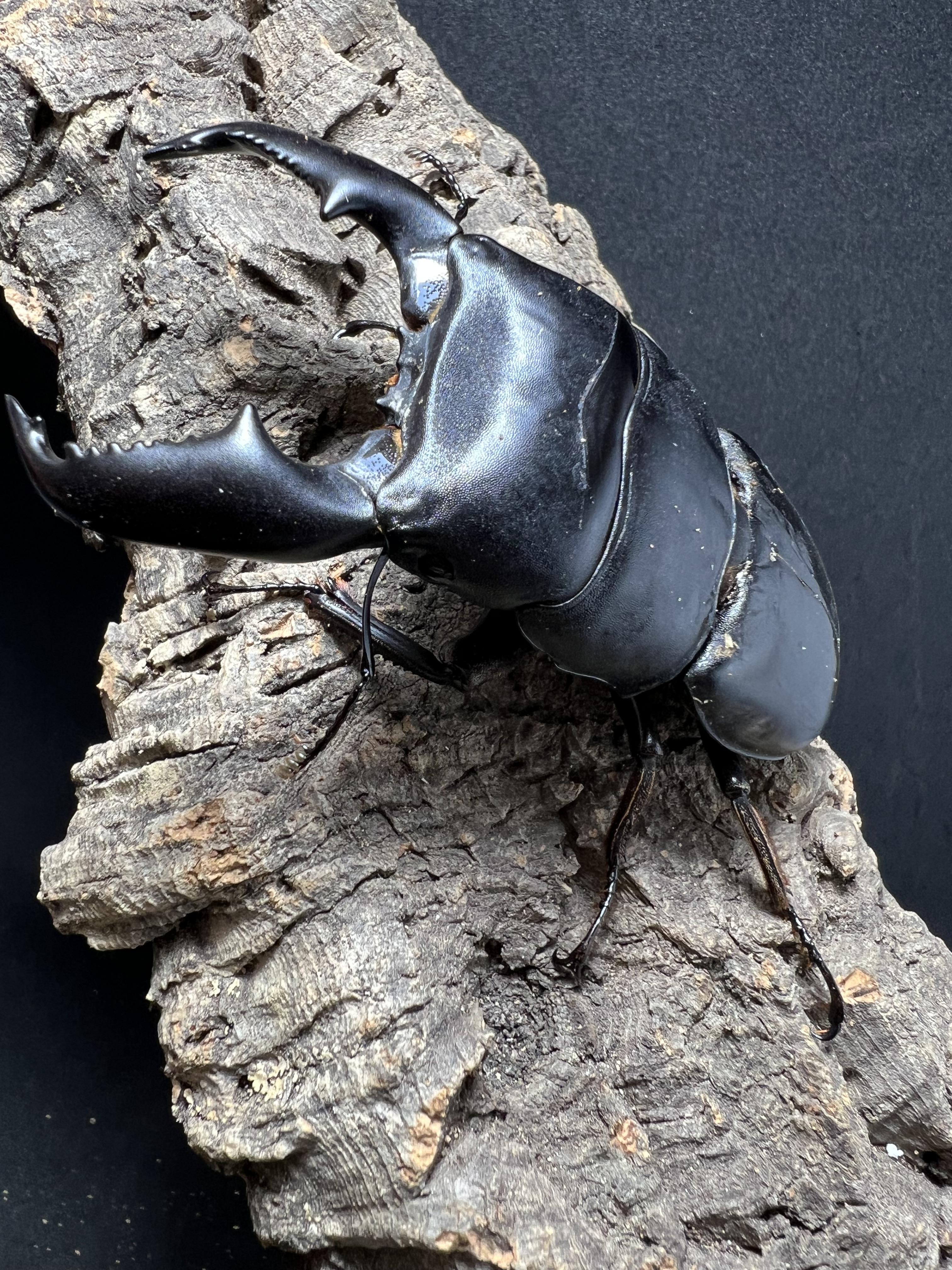 Dorcus titanus yasuokai 92 mm.