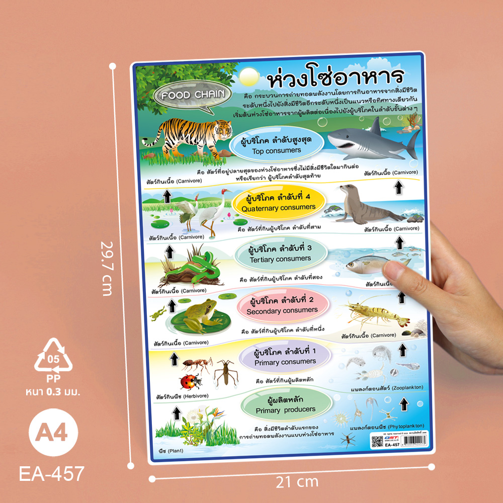 โปสเตอร์ความรู้ ป้ายนิเทศA4 ห่วงโซ่อาหาร Food Chain EA-457