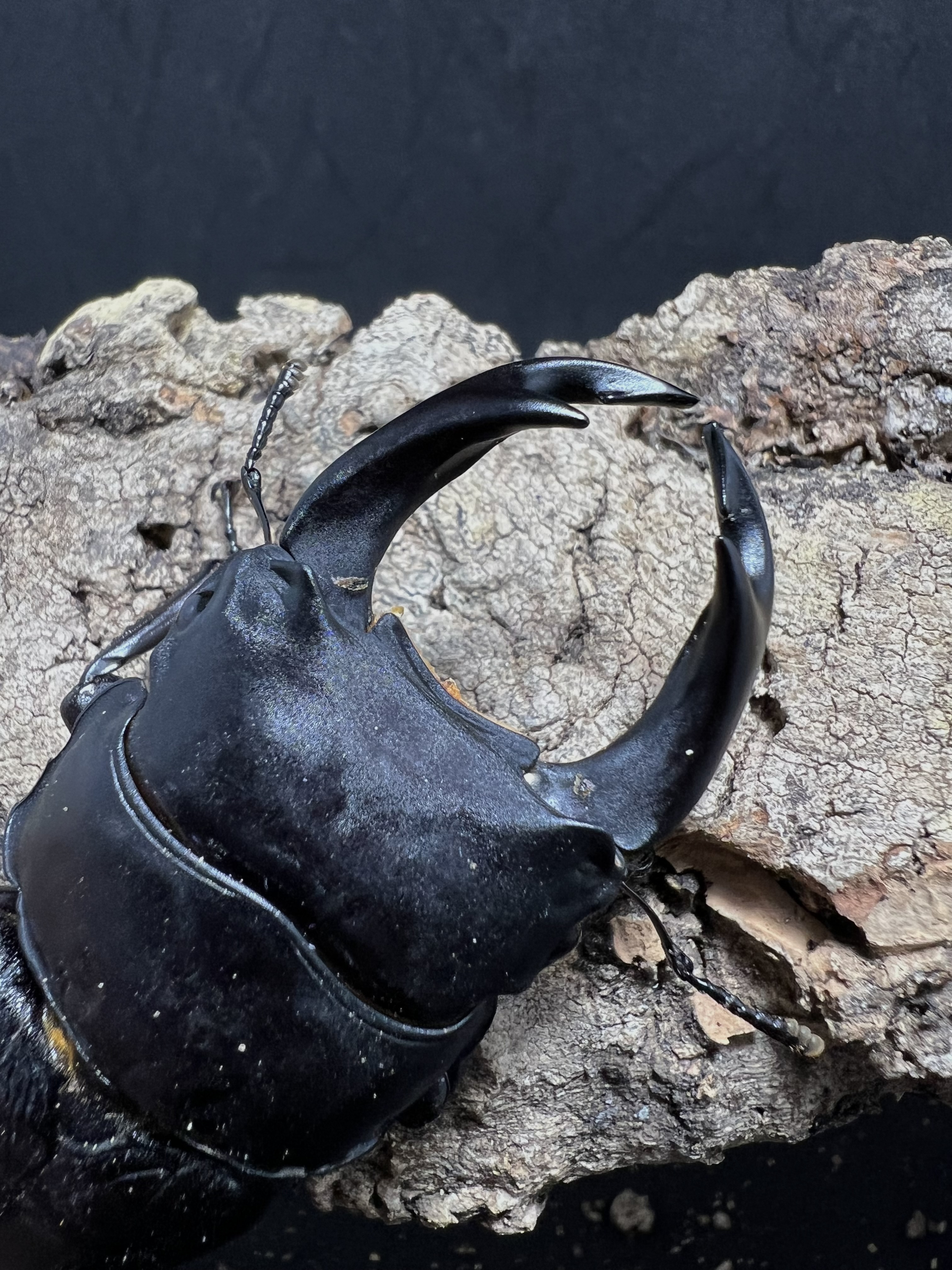 Dorcus hopei binodulosus 75mm.