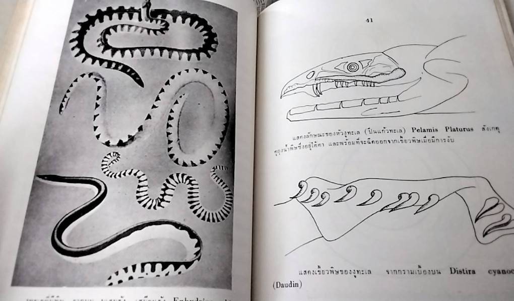 สัตว์ทะเลที่เป็นภัยต่อช๊วิต