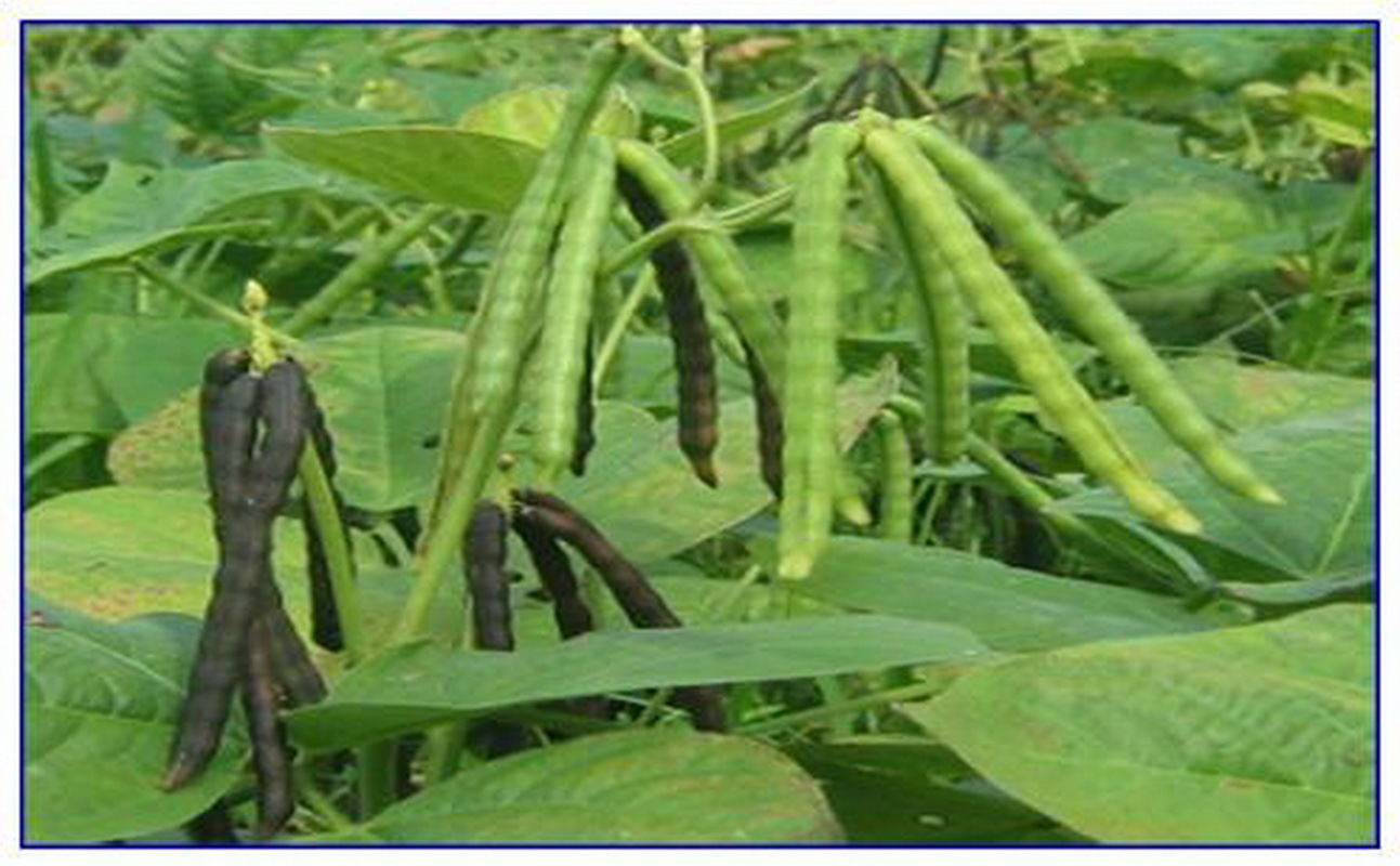 เมล็ดพันธุ์ เมล็ดถั่วเขียว 1 กิโลกรัม