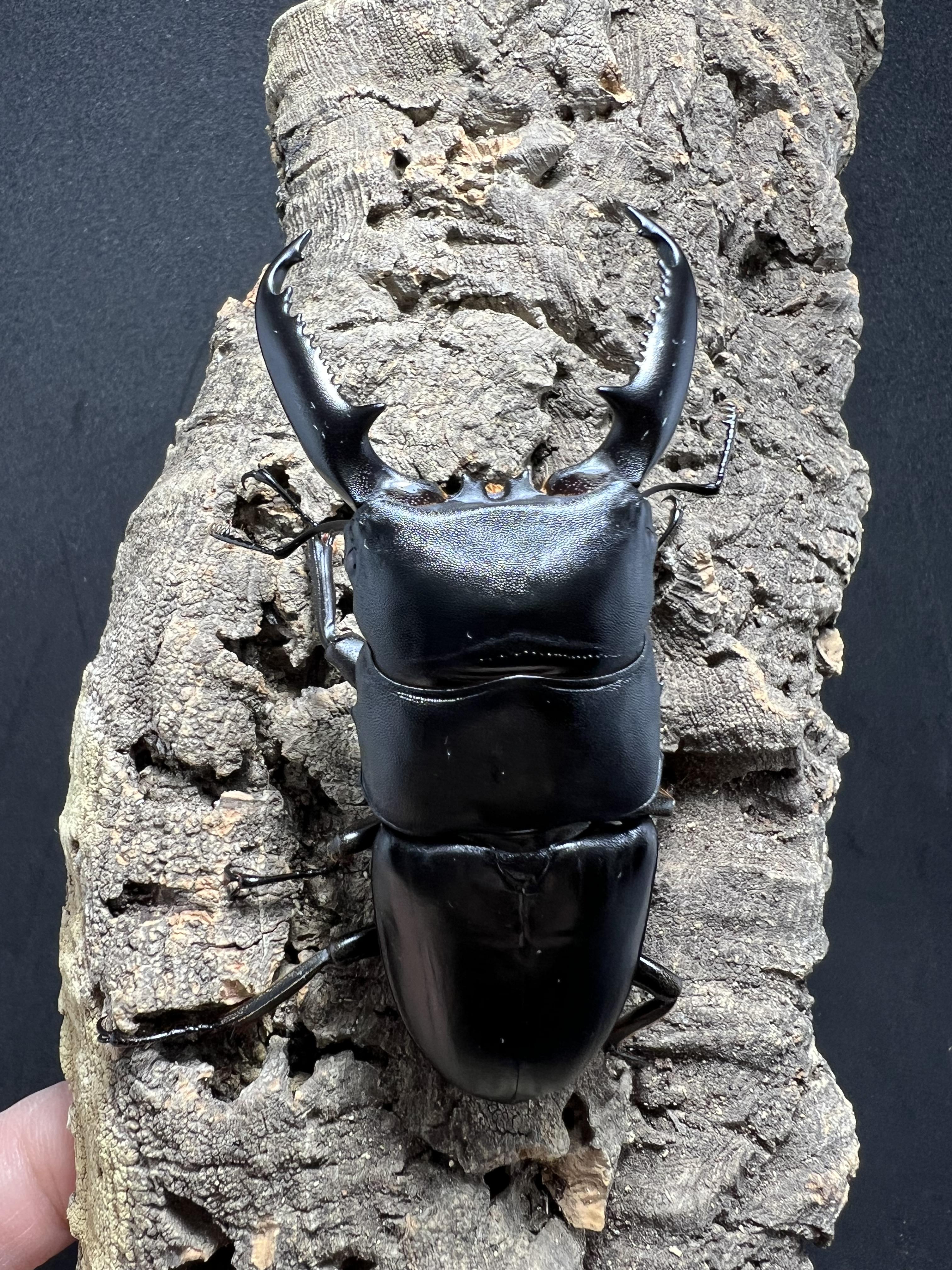 Dorcus titanus palawanicus 85 mm.