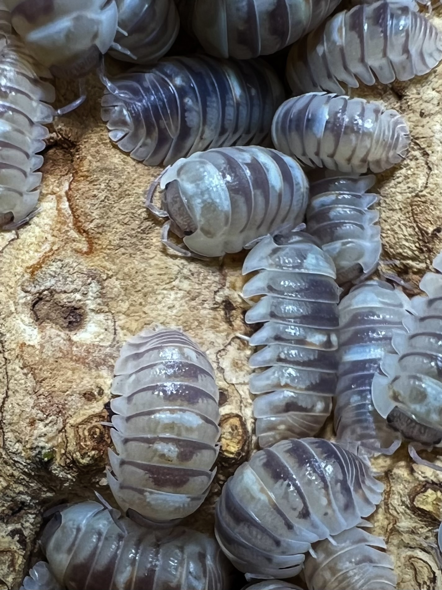 Armadillidium marbleized Set 5 each