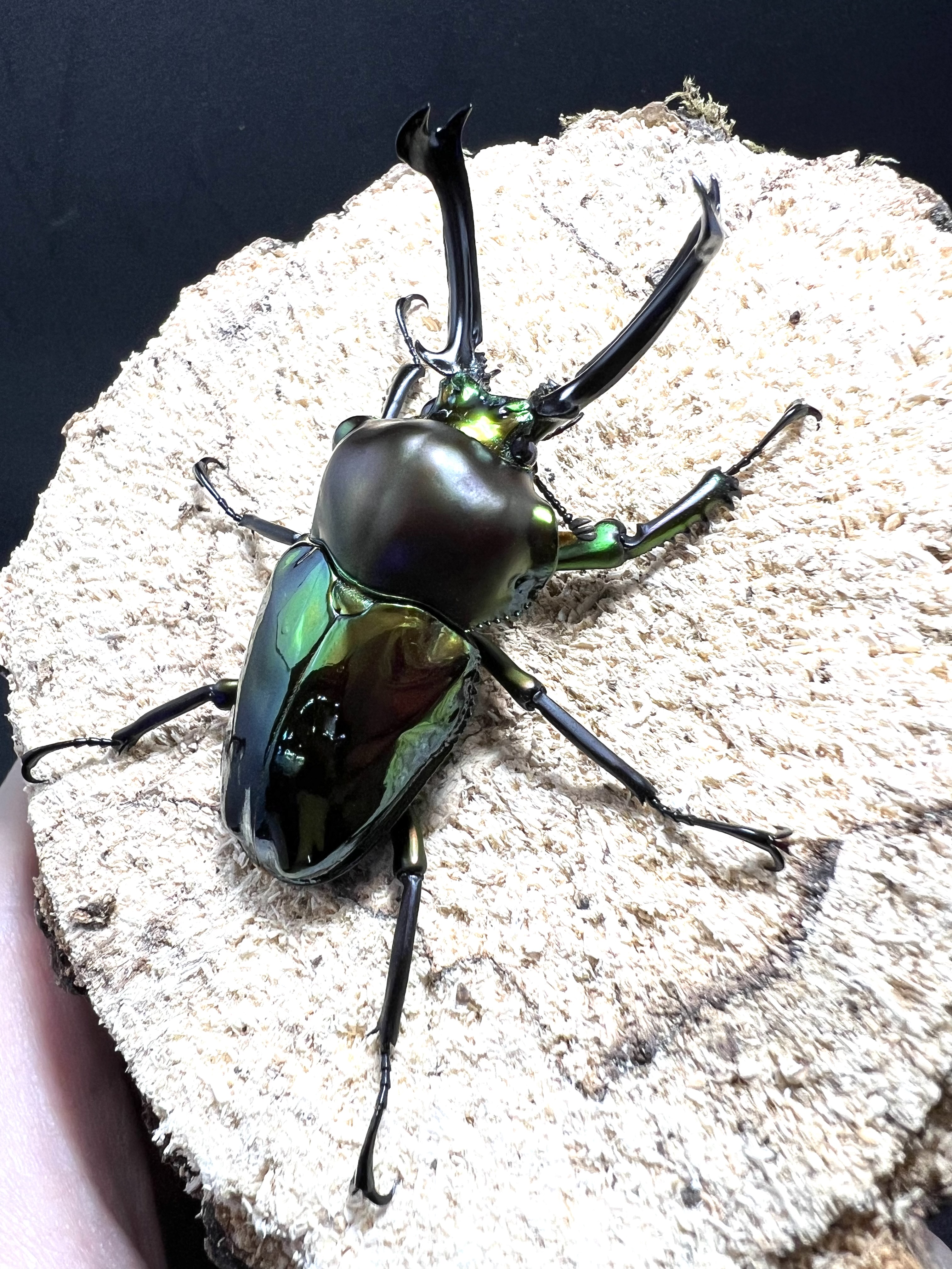 Phalacrognathus muelleri 59 mm.