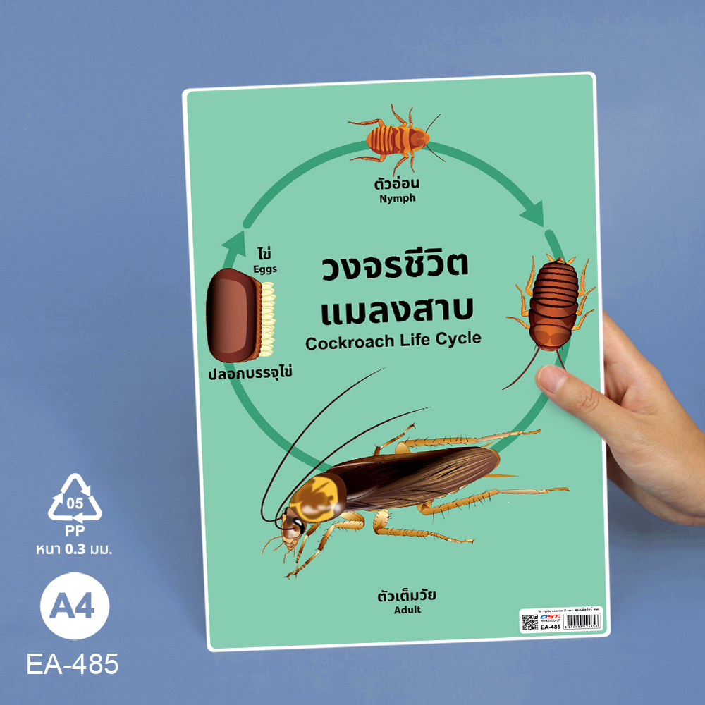 โปสเตอร์ความรู้ ชุดวงจรชีวิตสัตว์ ขนาดA4 EA-485 แมลงสาบ