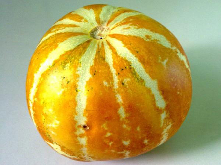 เมล็ดพันธุ์ แตงไทยลูกกลม