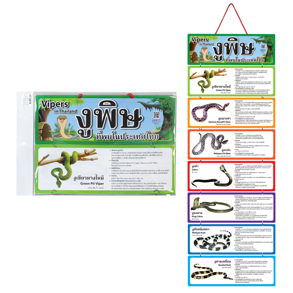 Hanging Display Flashcards Vipers in Thailand ET-641