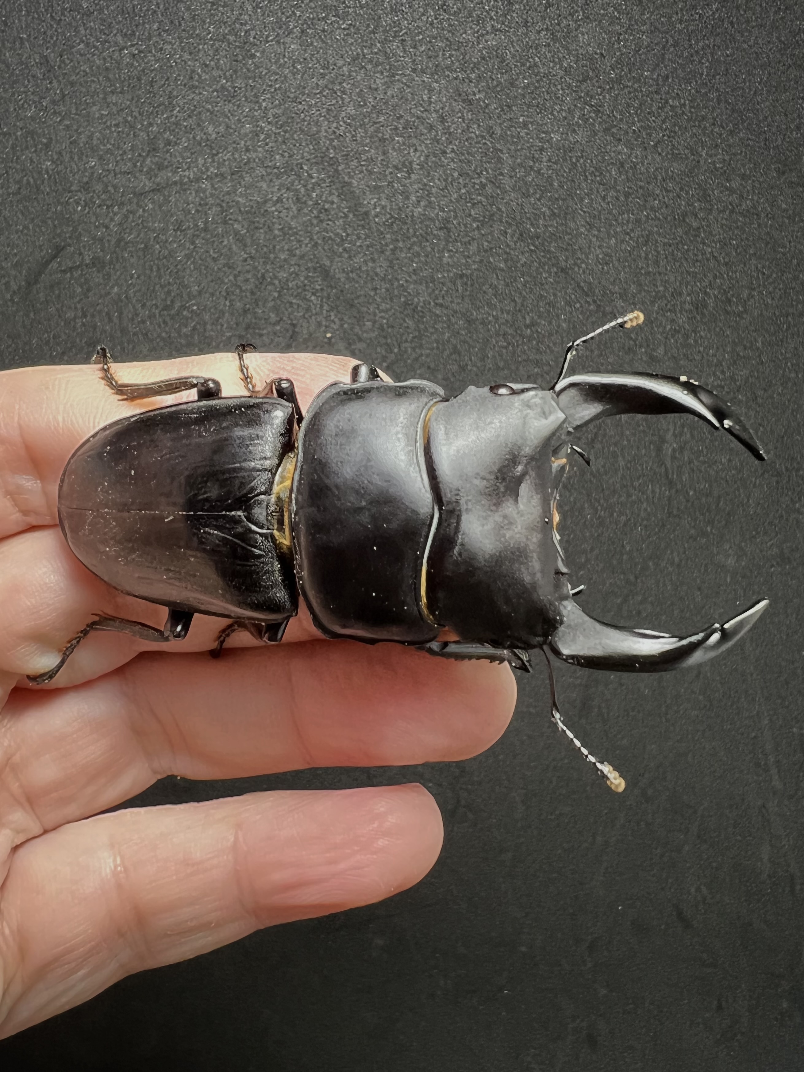 Dorcus hopei binodulosus 76mm.