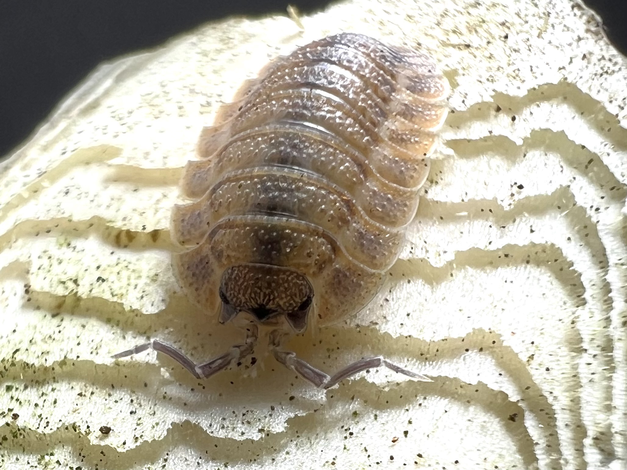 Porcellio spatulatus Coros 5 each