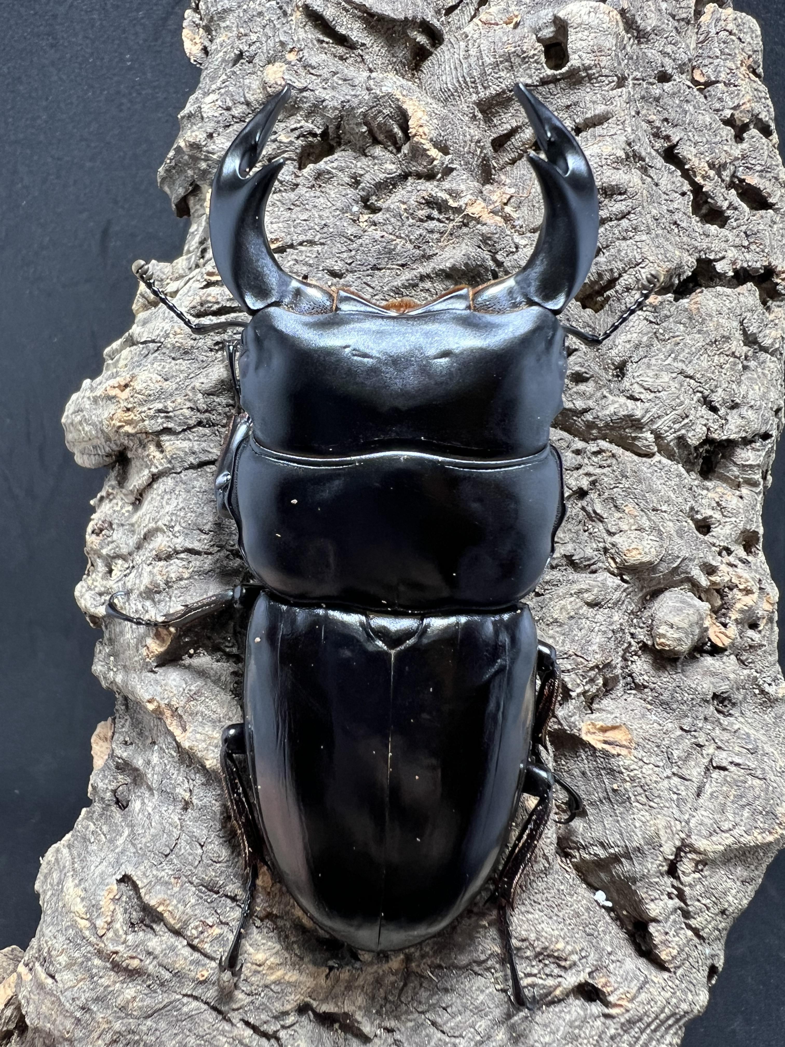 Dorcus antaeus antaeus 85mm.