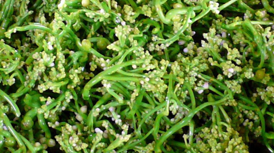 เมล็ดพันธุ์ ผักปลังขาว