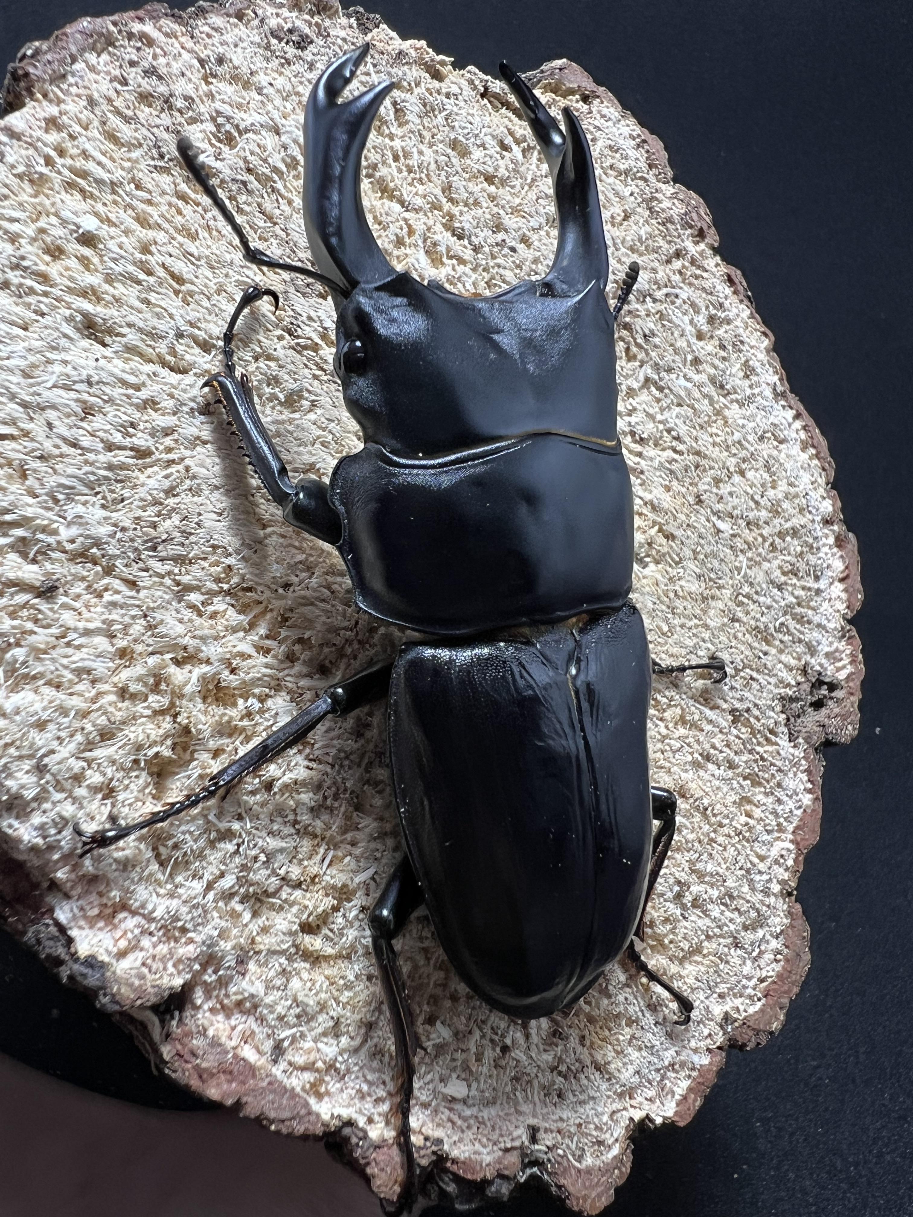 Dorcus hopei binodulosus 76mm.